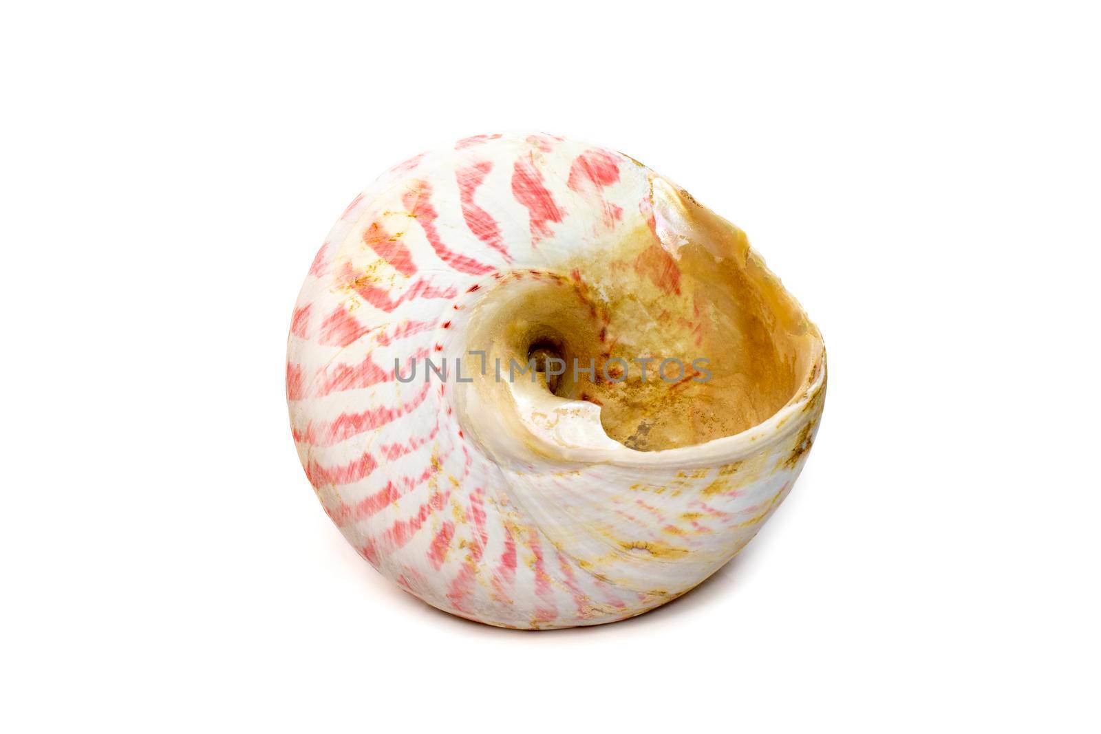 Image of Rochia nilotica, common name the commercial top shell, is a species of sea snail, a marine gastropod mollusk in the family Tegulidae isolated on white background. Undersea Animals. Sea Shells.