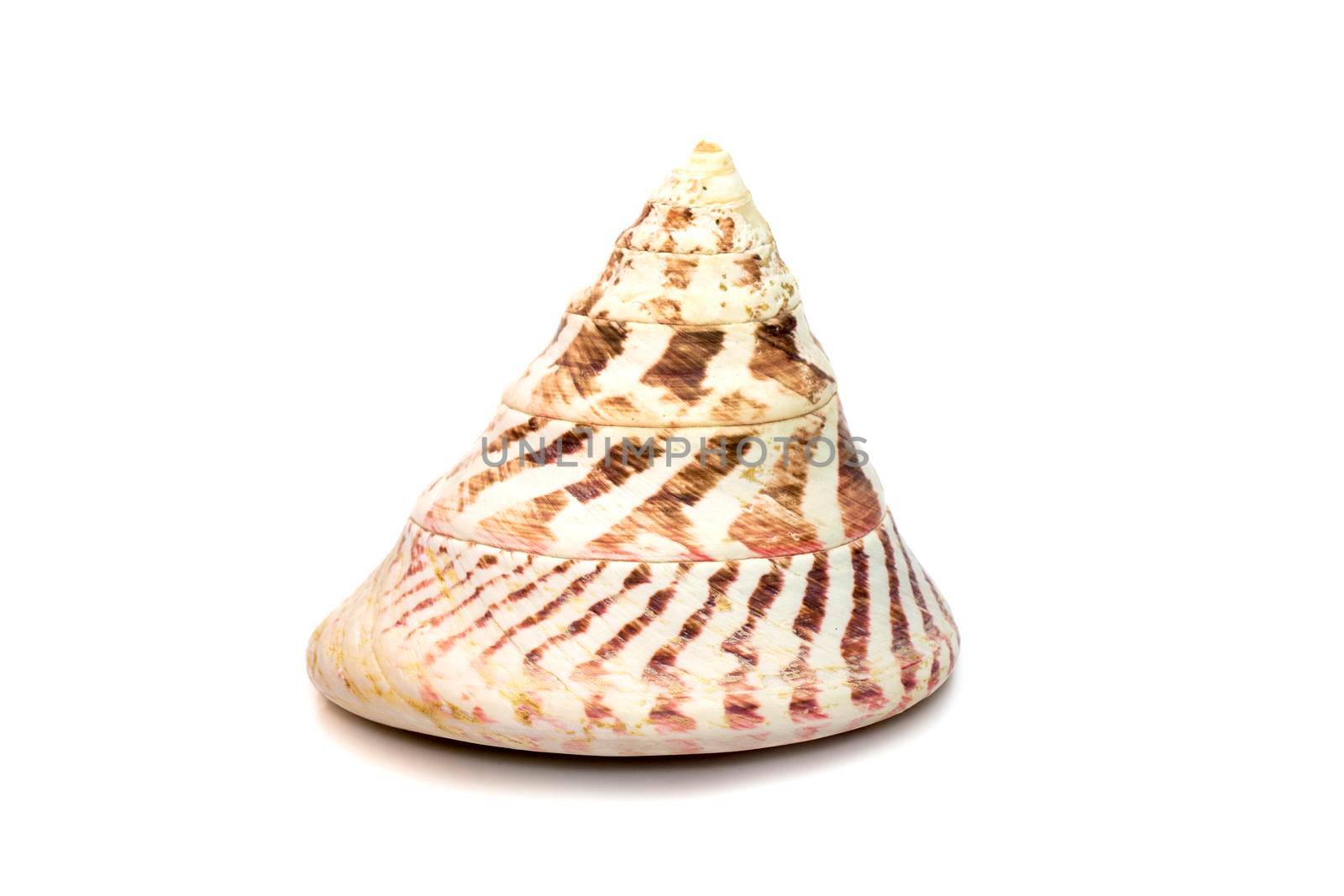 Image of Rochia nilotica, common name the commercial top shell, is a species of sea snail, a marine gastropod mollusk in the family Tegulidae isolated on white background. Undersea Animals. Sea Shells.