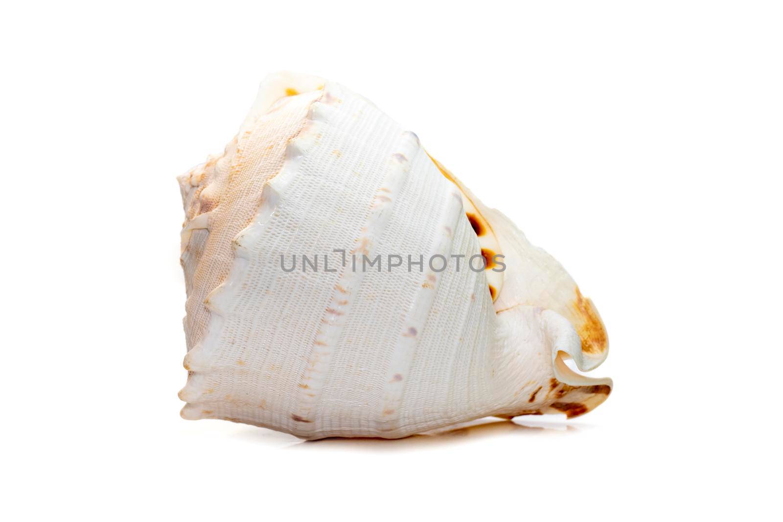 Image of Horned Helmet sea shells. (cassis Cornuta) is a species of extremely large sea snail isolated on white background. Undersea Animals. Sea Shells.