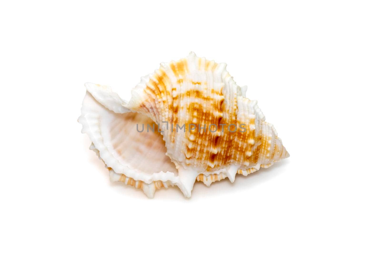 Image of bufonaria rana sea shell is a species of sea snail, a marine gastropod mollusk in the family Bursidae, the frog shells isolated on white background. Undersea Animals. Sea Shells. by yod67