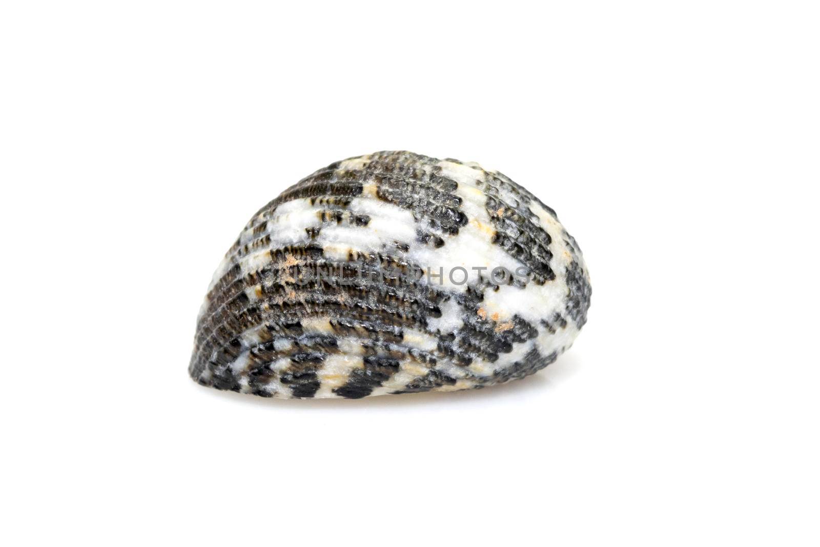 Image of nerita undata shell is a species of sea snail, a marine gastropod mollusk in the family neritidae isolated on white background. Undersea Animals. Sea Shells.