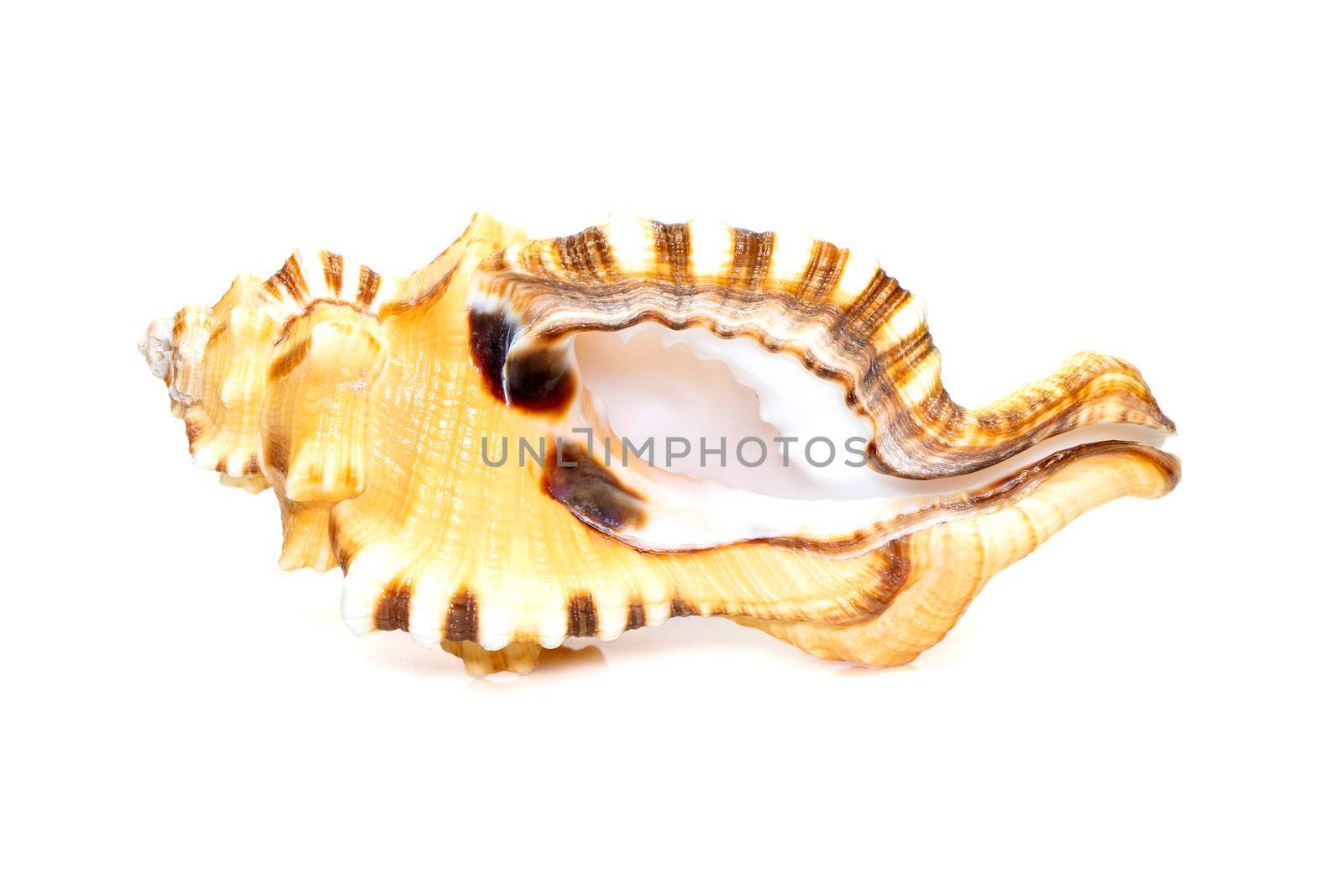 Image of lotoria lotoria sea shells, common name the black-spotted snail or washing bath triton isolated on white background. Sea snail. Undersea Animals. Sea Shells. by yod67