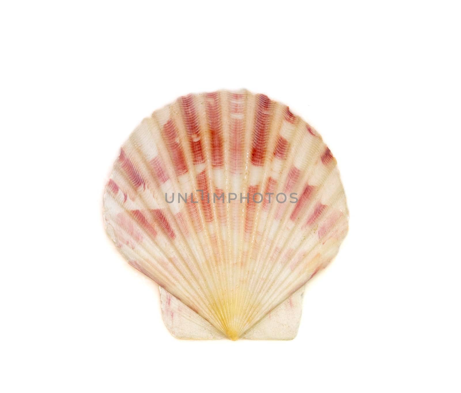 Image of decatopecten amiculum sea shell isolated on white background. Undersea Animals. Sea Shells by yod67