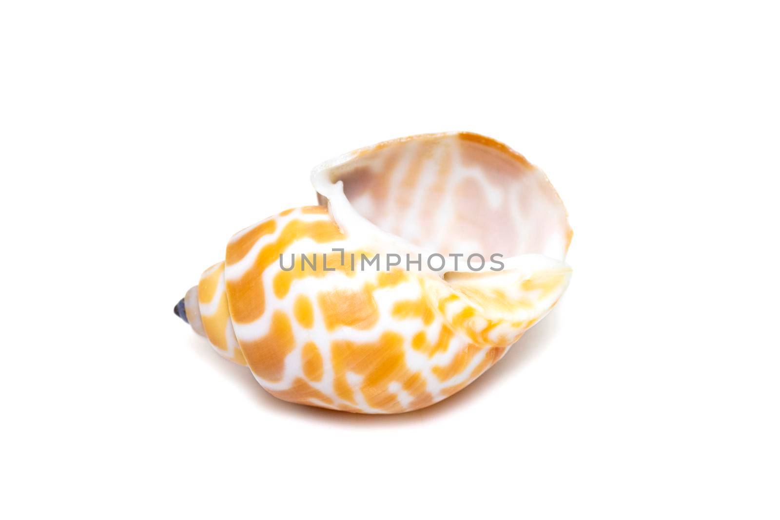 Image of babylonia spirata, common name the Spiral Babylon, is a species of sea snail, a marine gastropod mollusk, in the family Babyloniidae. isolated on white background. Sea snail. Undersea Animals. Sea Shells.