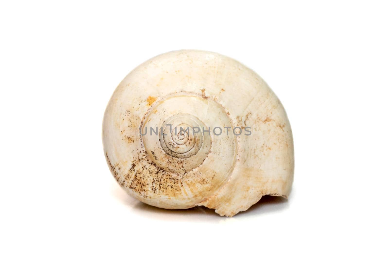 Image of white bottom conch shell isolated on white background. Undersea Animals. Sea Shells. by yod67