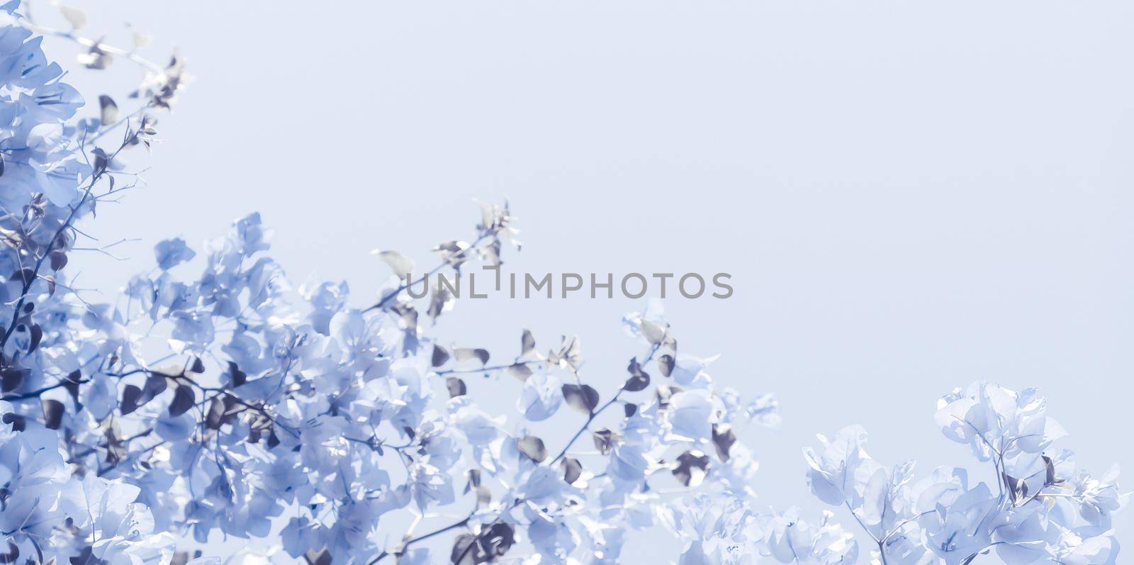 Flower background, spring nature and botanical beauty concept - Blue floral composition