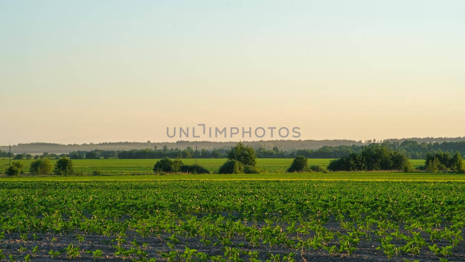 Sunset at cultivated land in the countryside on a summer evening with cloudy sky background.