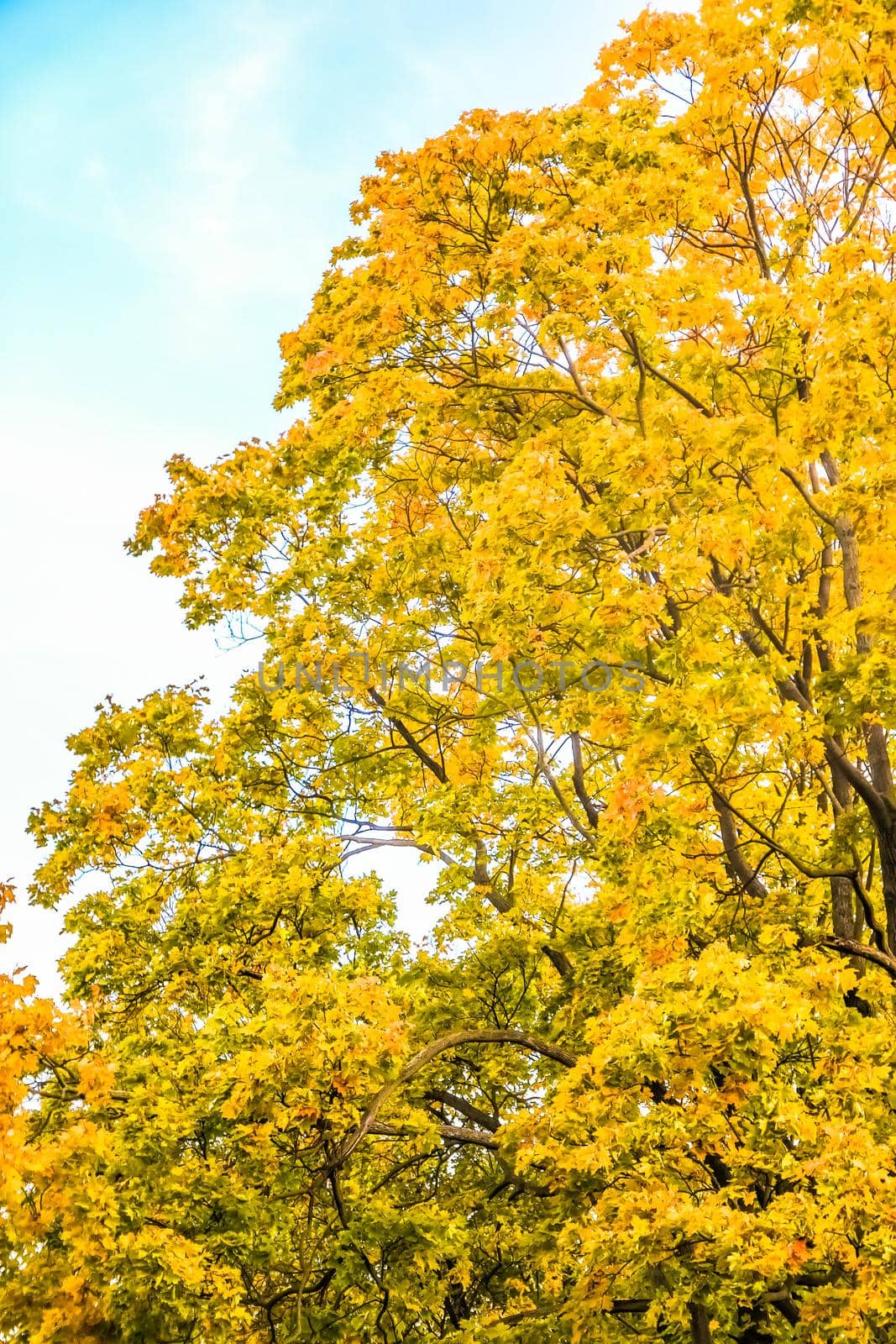 Autumn nature scene background, leaves and trees outdoors by Anneleven