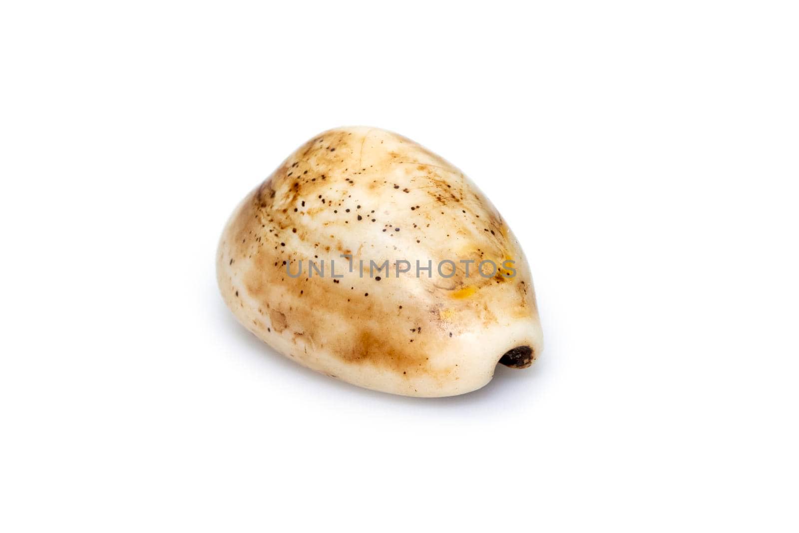 Luria isabella, common names Isabel's cowry, Isabella cowry or fawn-coloured cowry, is a species of sea snail, a cowry, a marine gastropod mollusk in the family Cypraeidae, the cowries isolated on white background. Undersea Animals. Sea Shells. by yod67