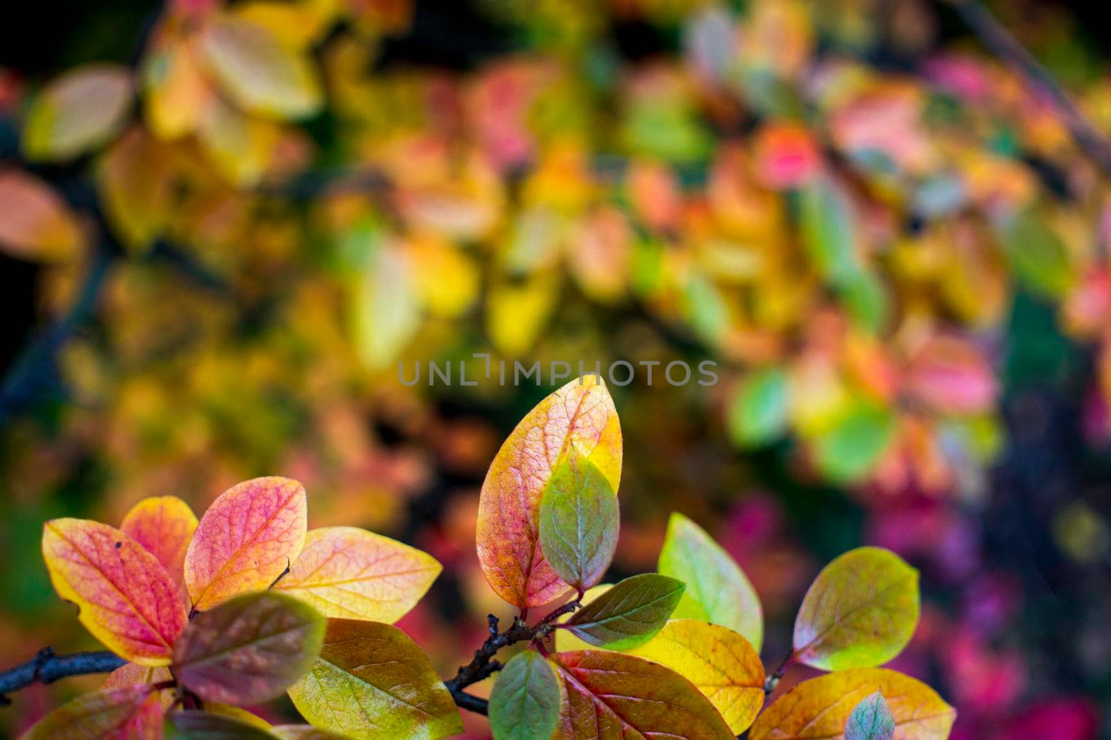 bright autumn background leaves and fruits of chokeberry Bush. High quality photo