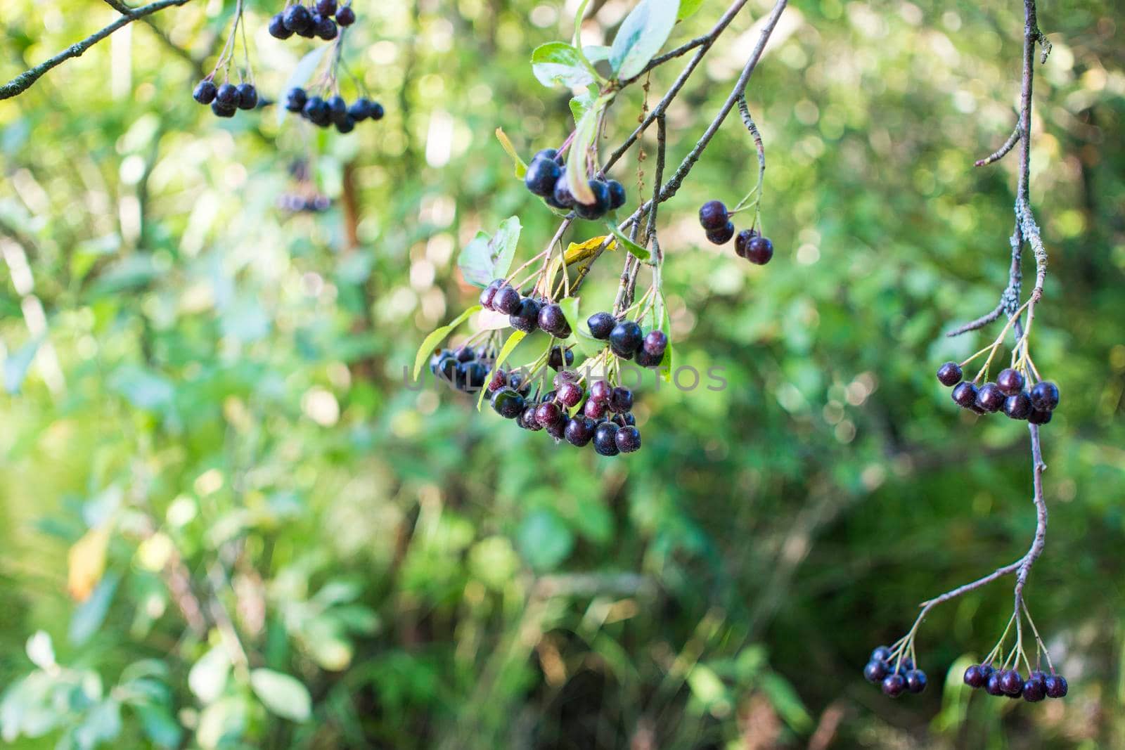 bright autumn background leaves and fruits of chokeberry Bush. High quality photo