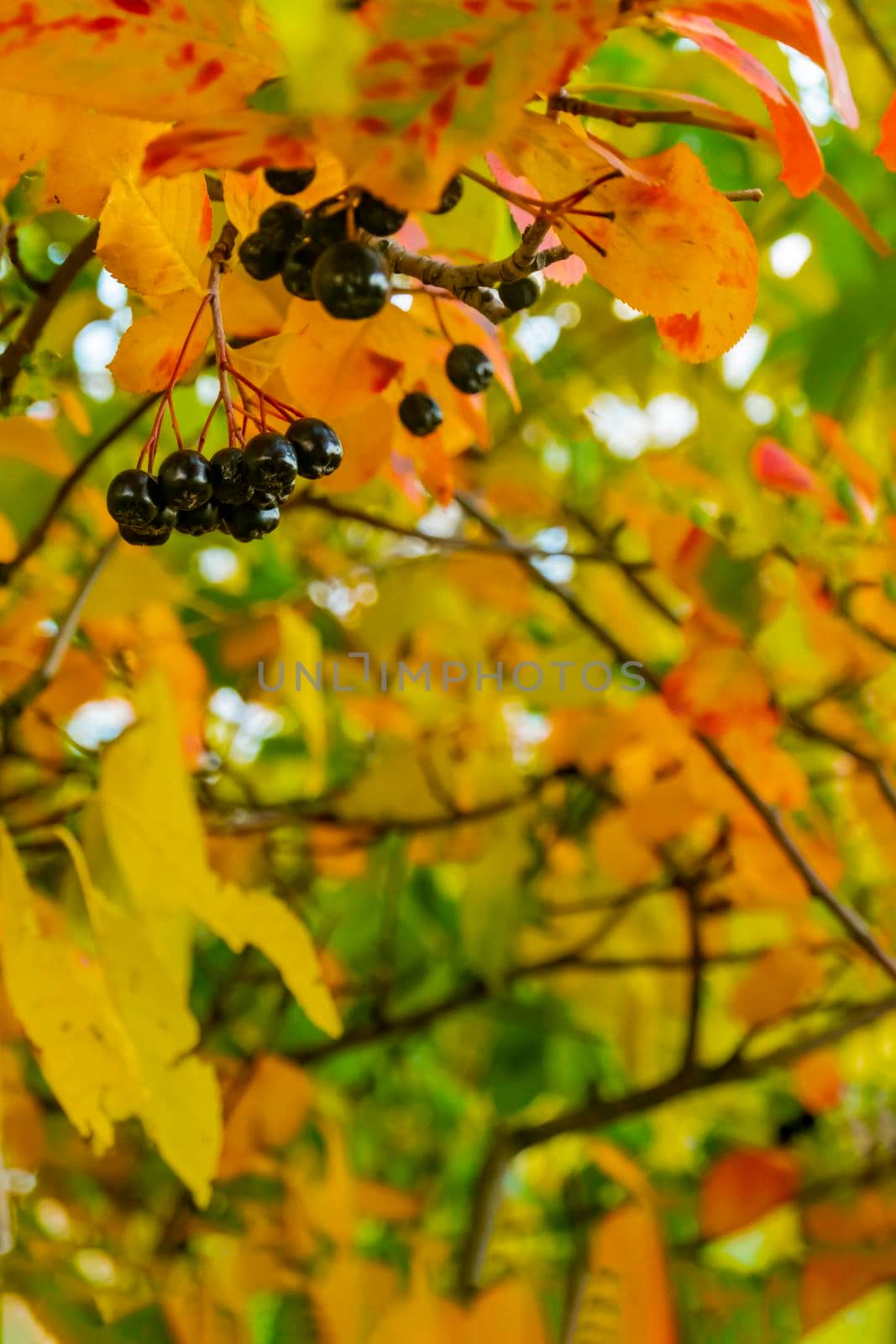 bright autumn background leaves and fruits of chokeberry Bush. High quality photo