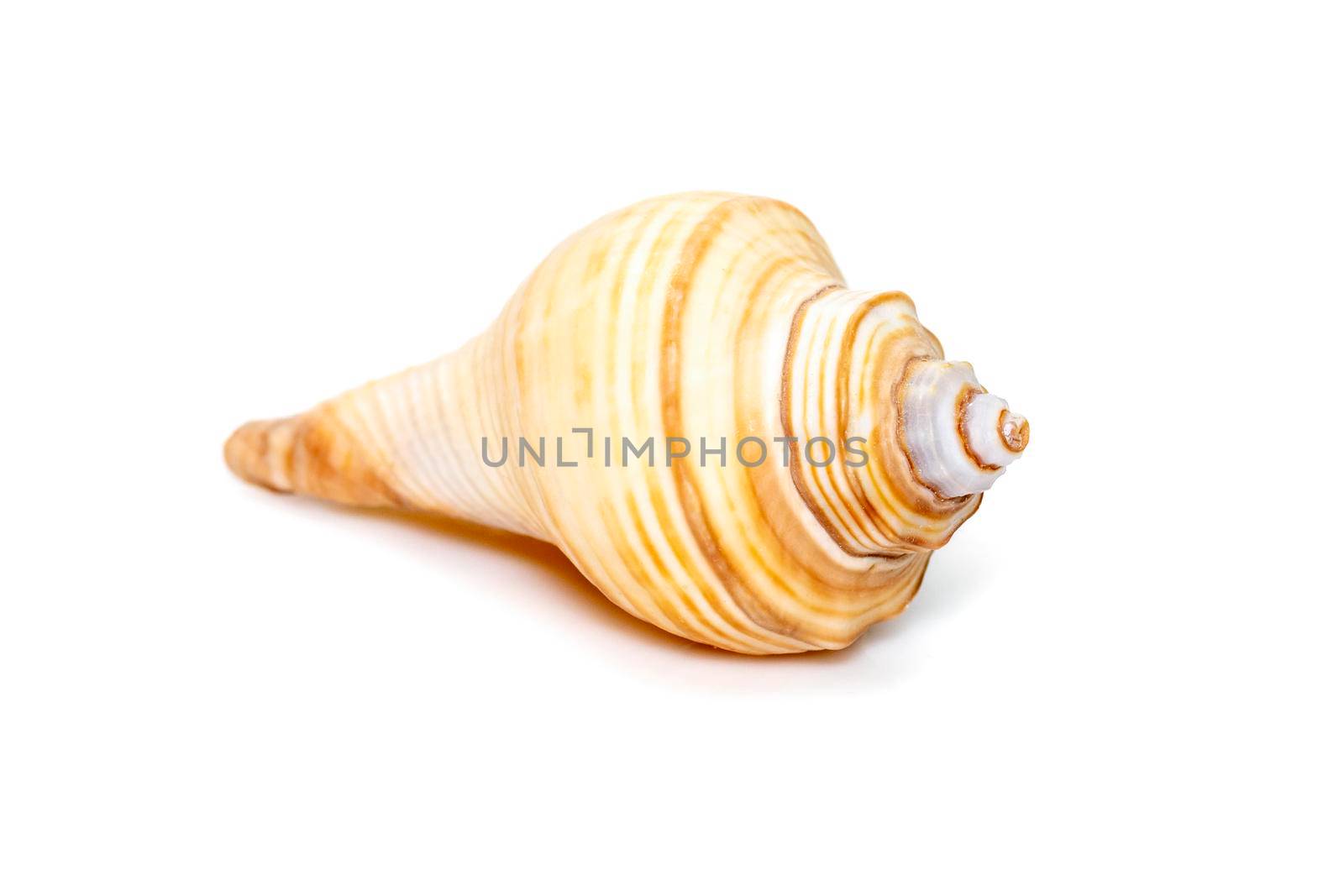 Image of hemifusus sea shells a genus of marine gastropod mollusks in the family Melongenidae isolated on white background. Undersea Animals. Sea Shells. by yod67