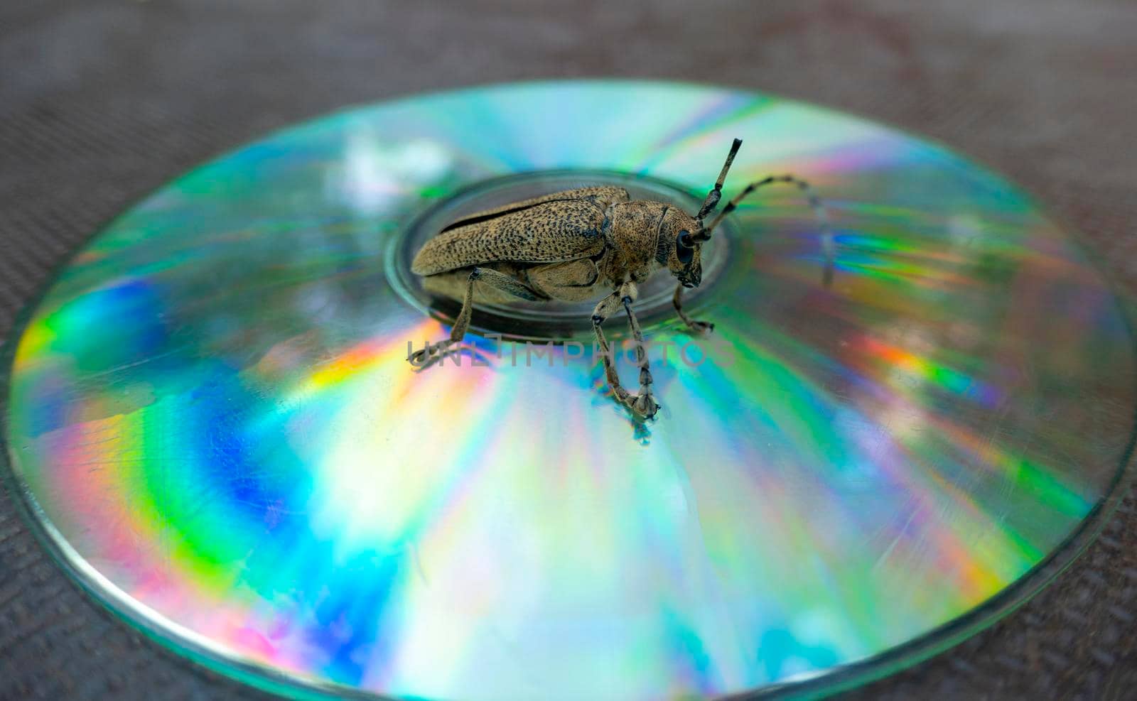 Long-whiskered beetles - Cerambycidae- , brown, with a soft, full body on the hind wings decay in nature sitting on a CD. retro music concert, discos, rock and roll