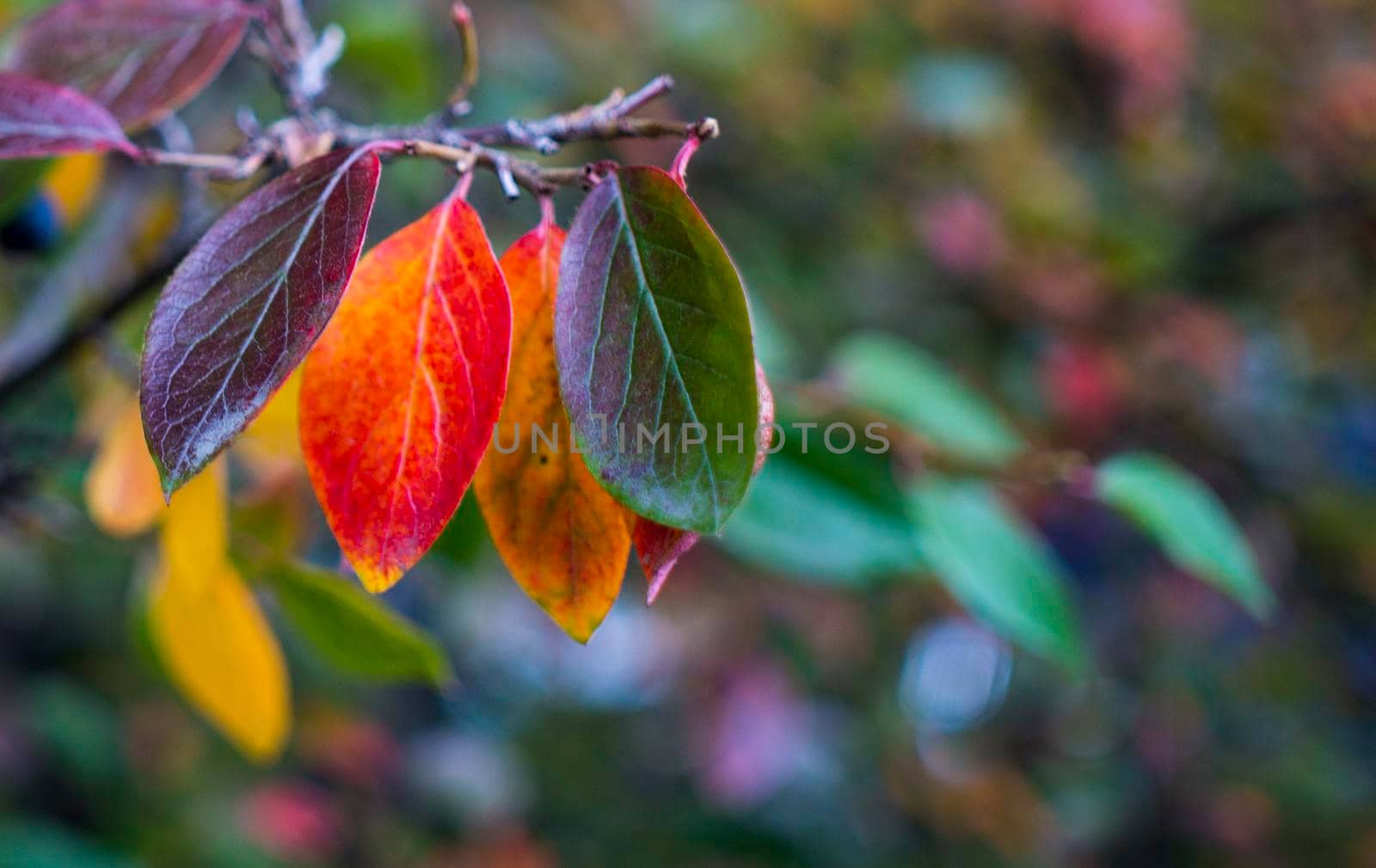 bright autumn background leaves and fruits of chokeberry Bush. High quality photo