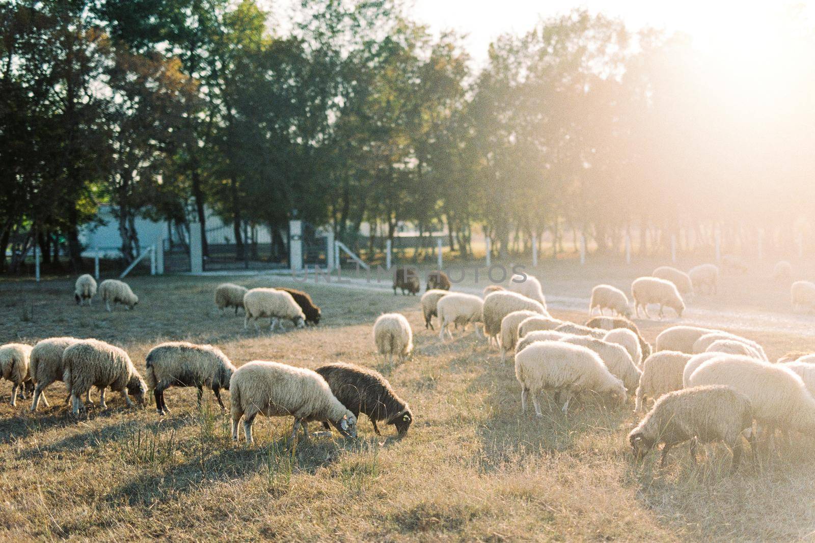 Flock of sheep grazes on a lawn near a wooden fence. High quality photo
