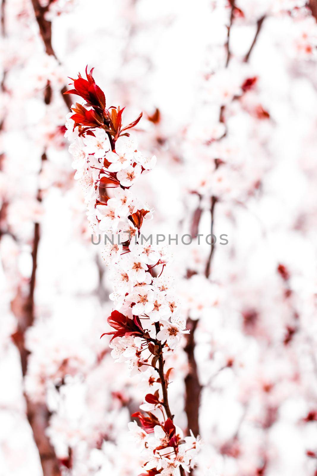 Floral blossom in spring, pink flowers as nature background by Anneleven