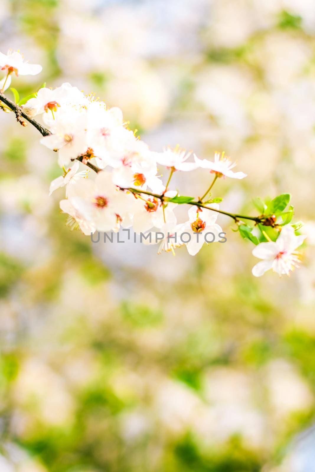 Cherry tree blossom in spring, white flowers as nature background by Anneleven