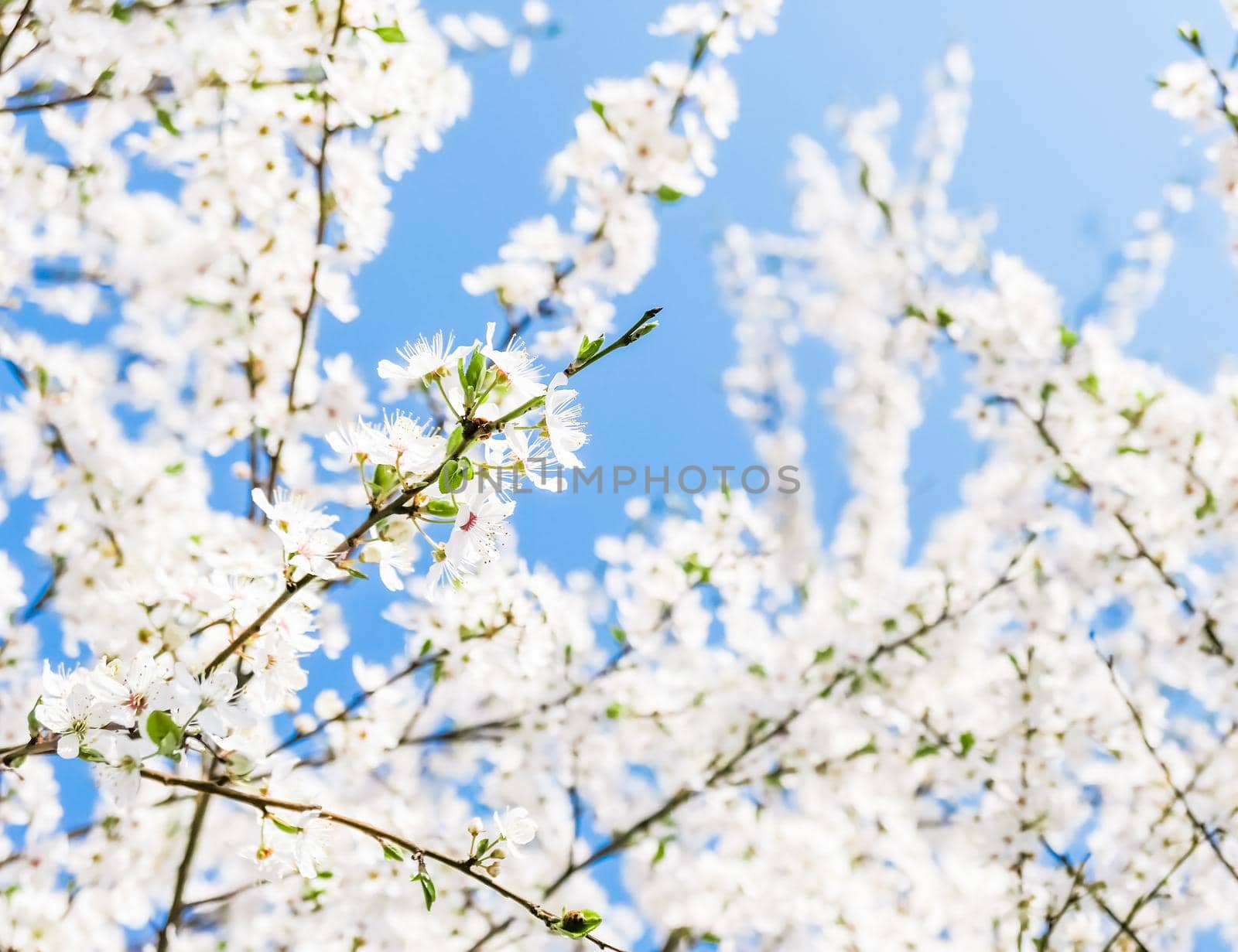 Floral beauty, dream garden and natural scenery concept - Cherry tree blossom and blue sky, white flowers as nature background