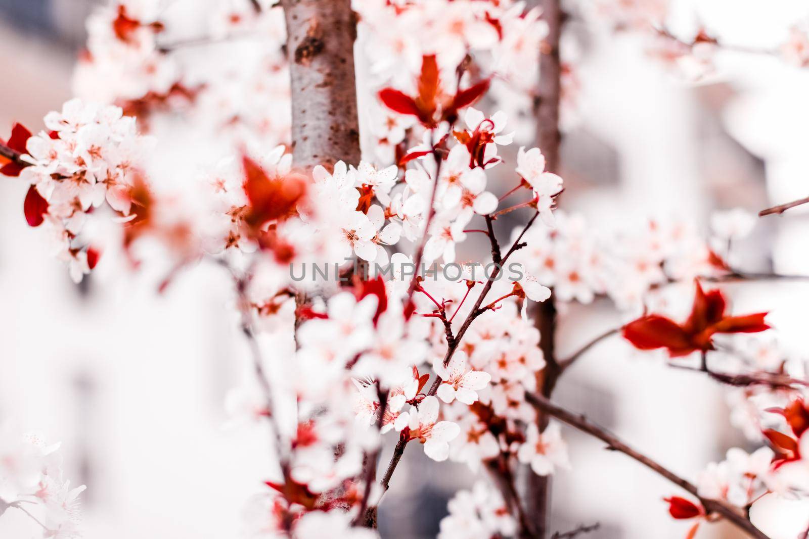 Botanical beauty, dream garden and natural scenery concept - Floral blossom in spring, pink flowers as nature background