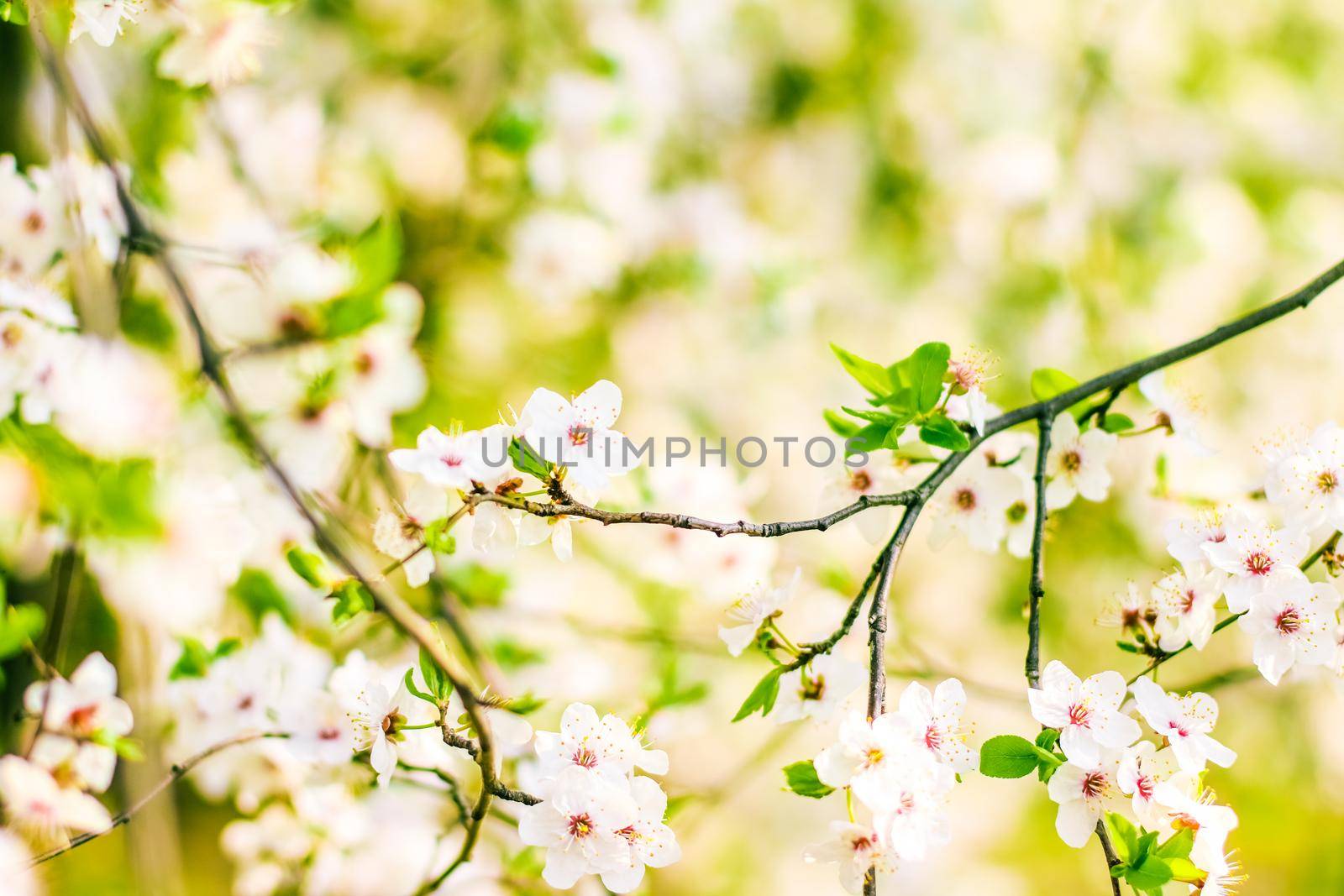 Floral beauty, dream garden and natural scenery concept - Cherry tree blossom in spring, white flowers as nature background