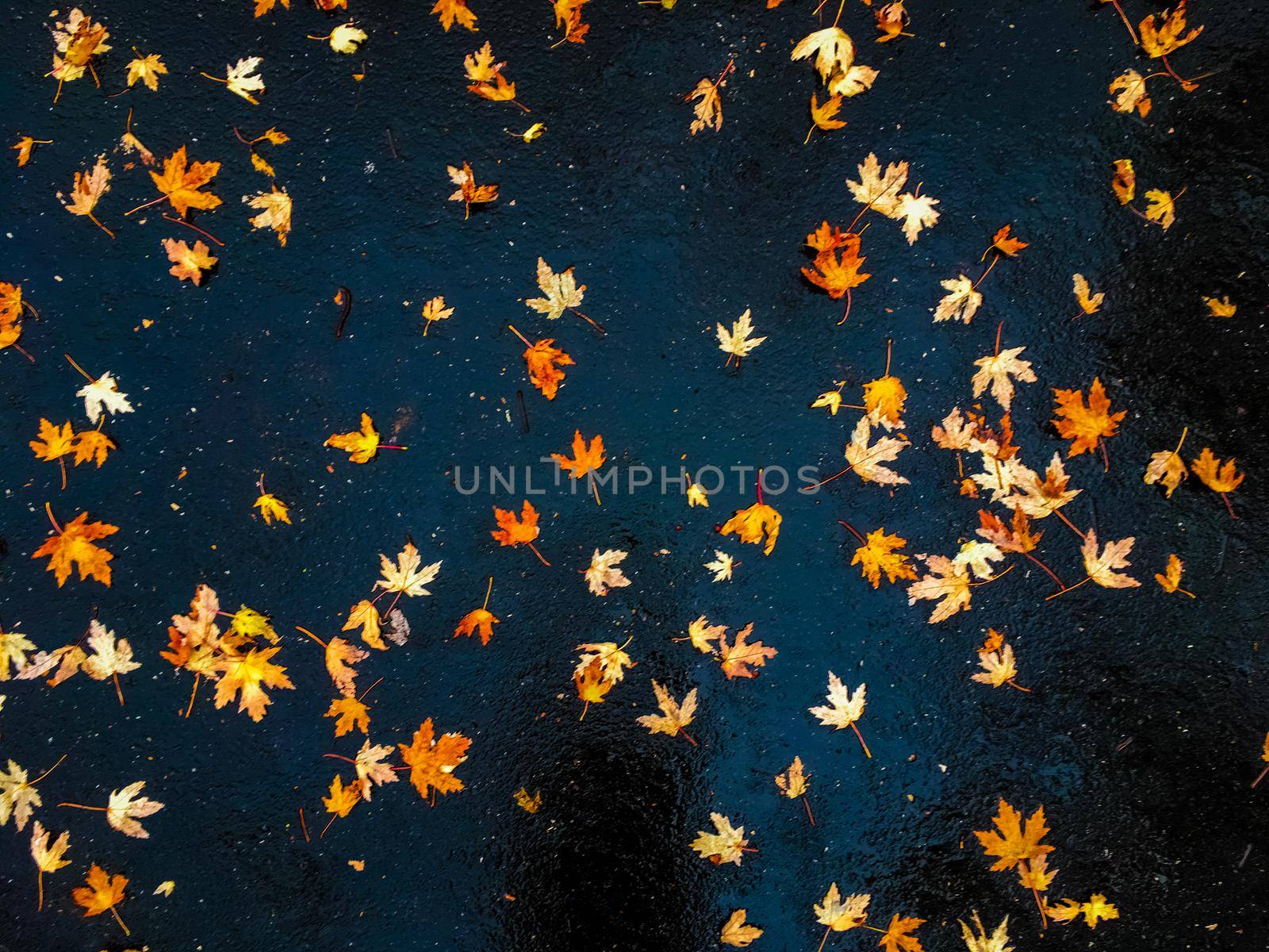 Fall season, weather and environment concept - Autumn leaves and trees, nature background