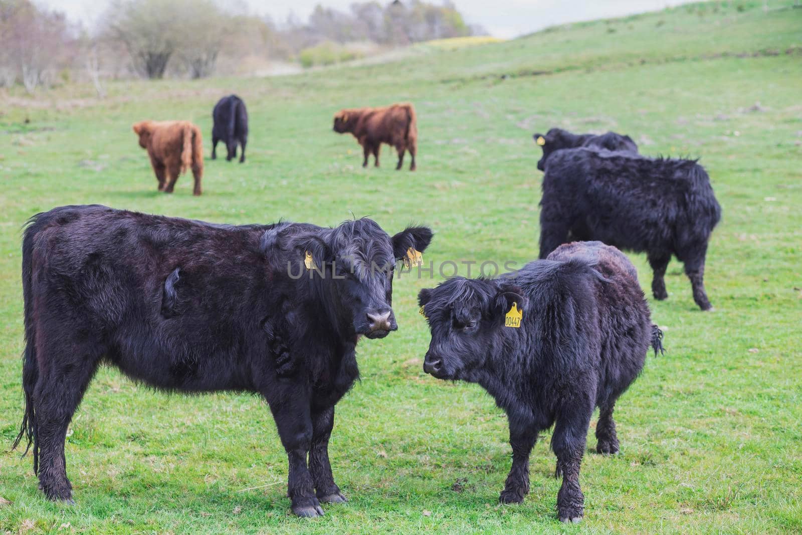 Beautiful long-haired cows graze on a pasture in Denmark.