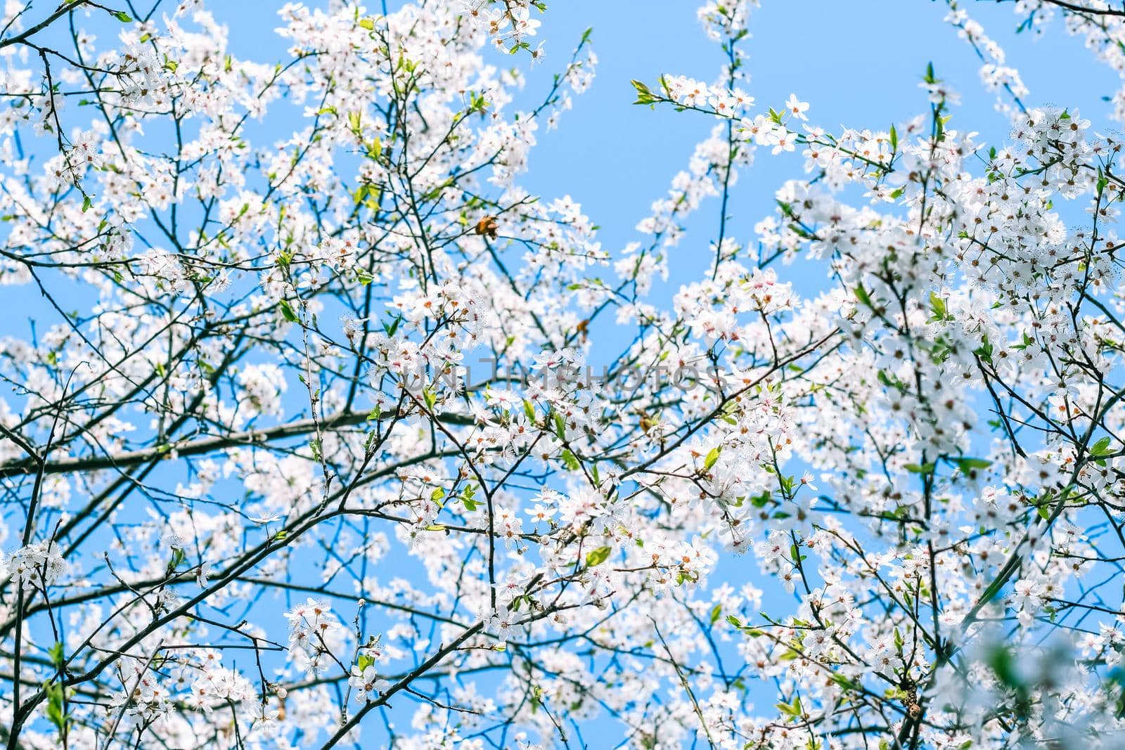 Floral beauty, dream garden and natural scenery concept - Cherry tree blossom and blue sky, white flowers as nature background