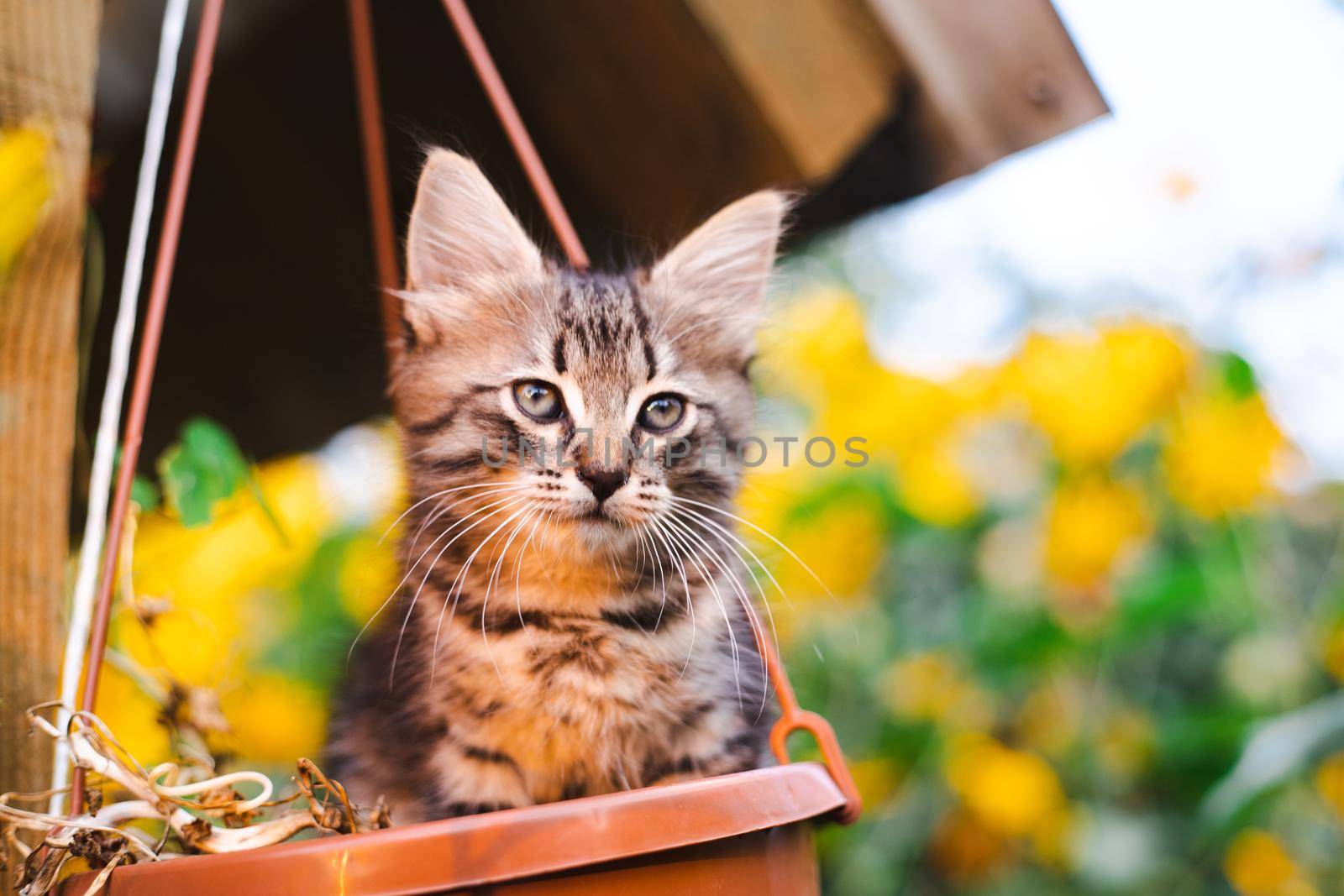 Kitten in colors for printed products . A little kitten. A pet. by alenka2194