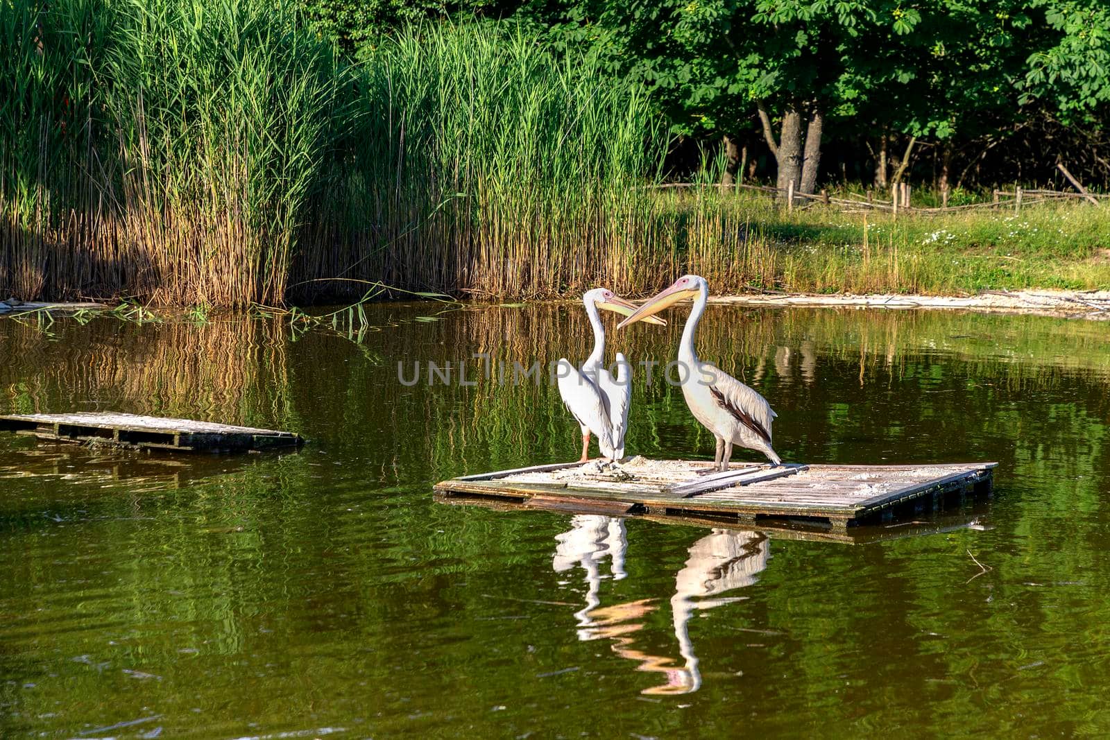 Pelicans or Pelecanus onocrotalus rest on a wooden bridge in a pond