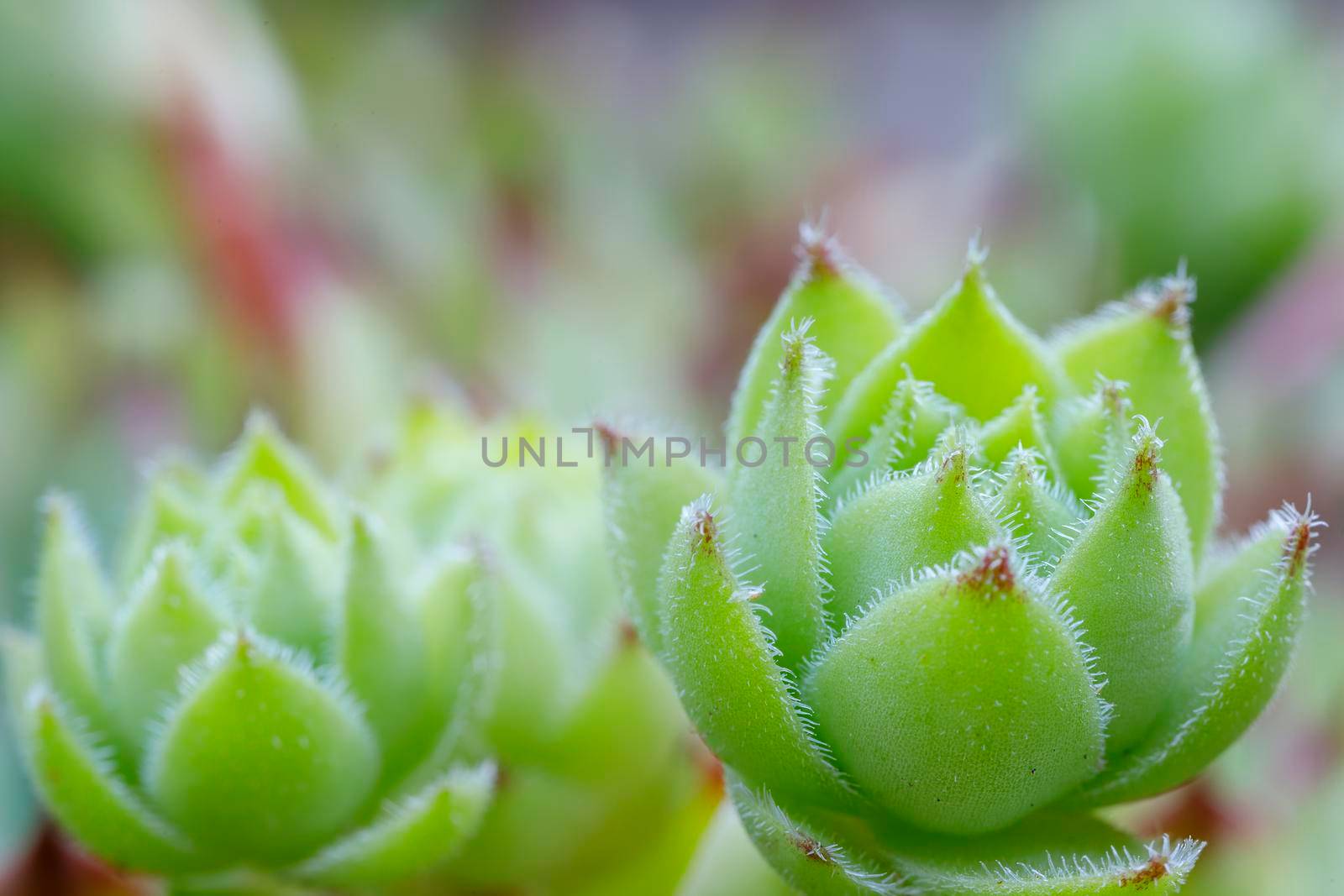Sempervivum tectorum plant, close up.