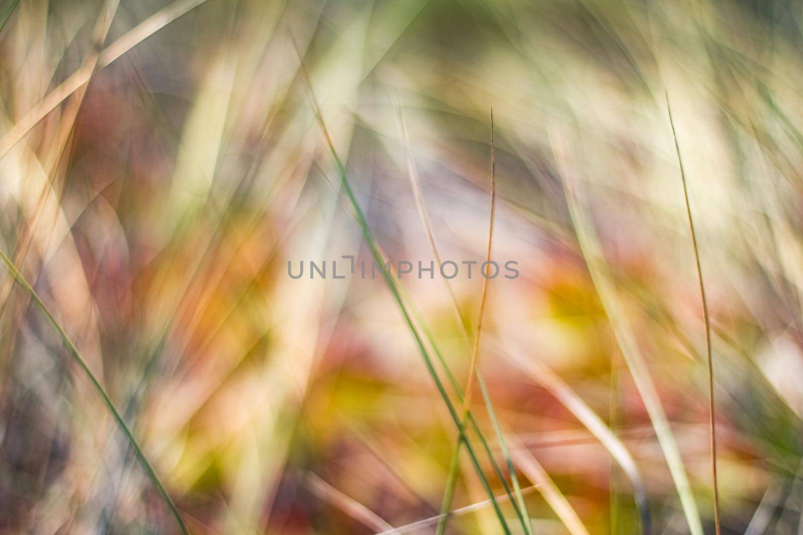 Beauty in nature, balanced lifestyle, environmental concept - Rustic spring field