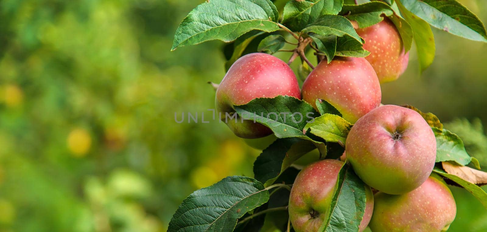 Harvest of red apples on a tree in the garden. Selective focus. by yanadjana
