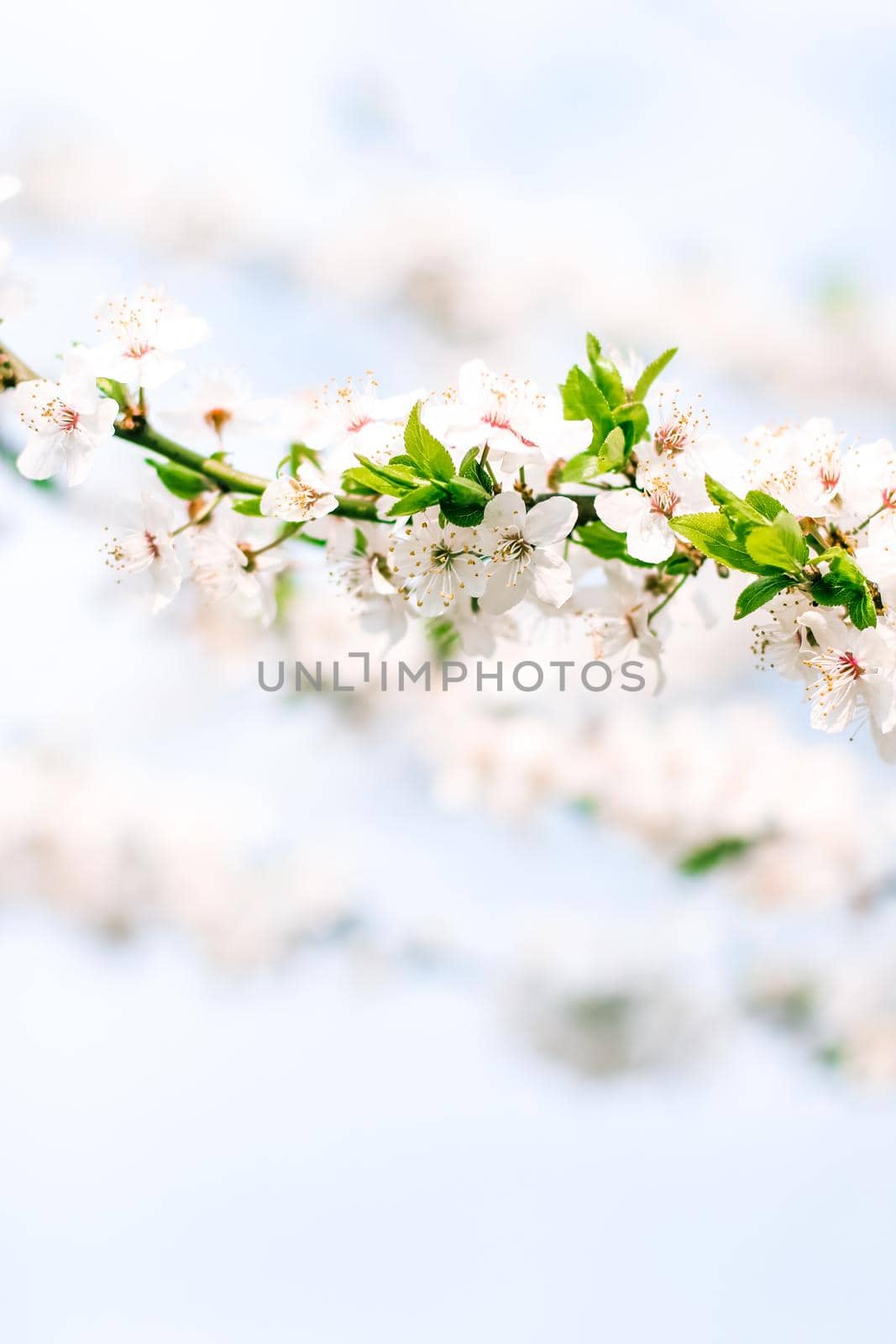 Cherry tree blossom and blue sky, white flowers as nature background by Anneleven