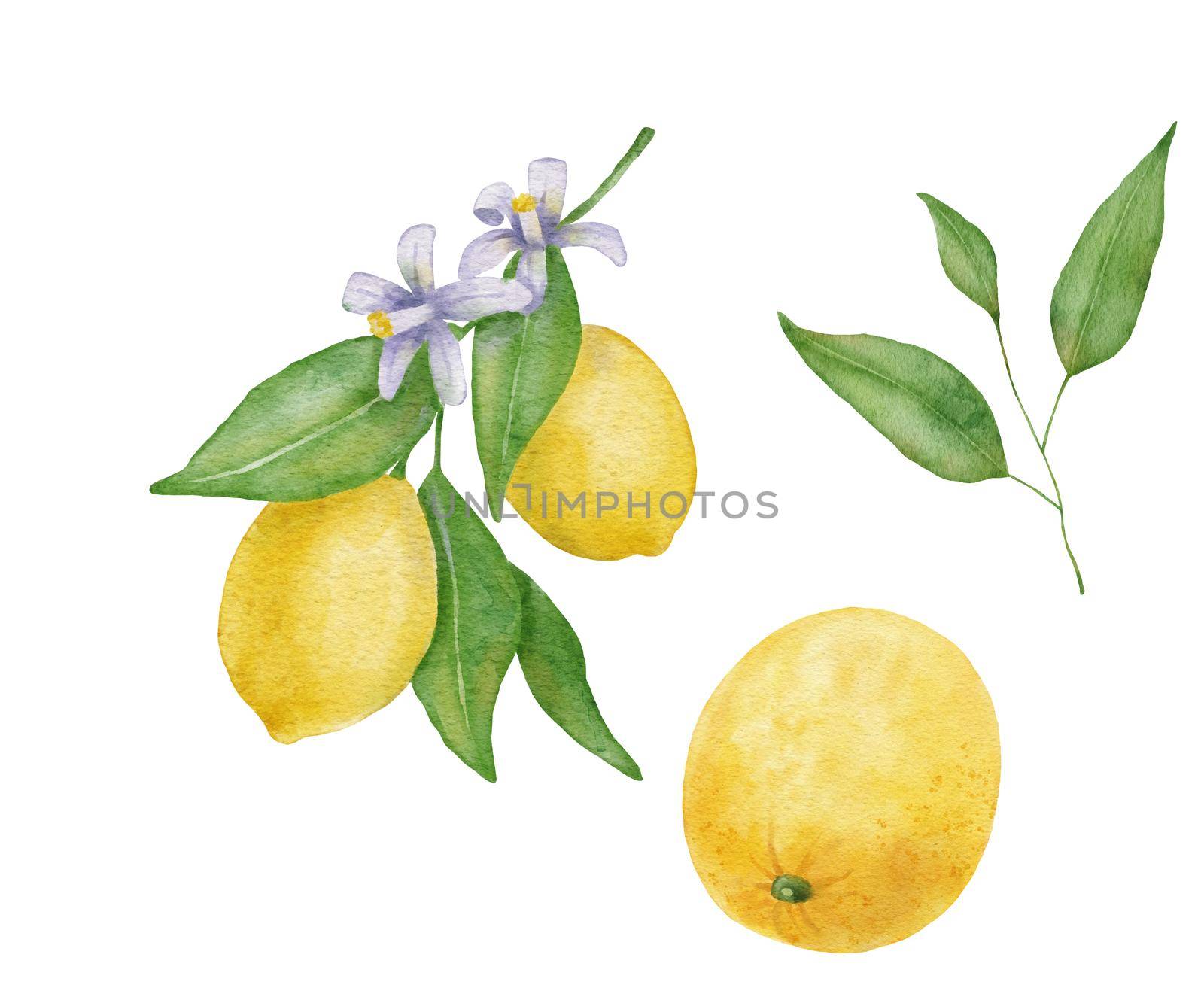 Lemon fruits with leaves and flower watercolor set. Hand draw illustration isolated on white. by ElenaPlatova