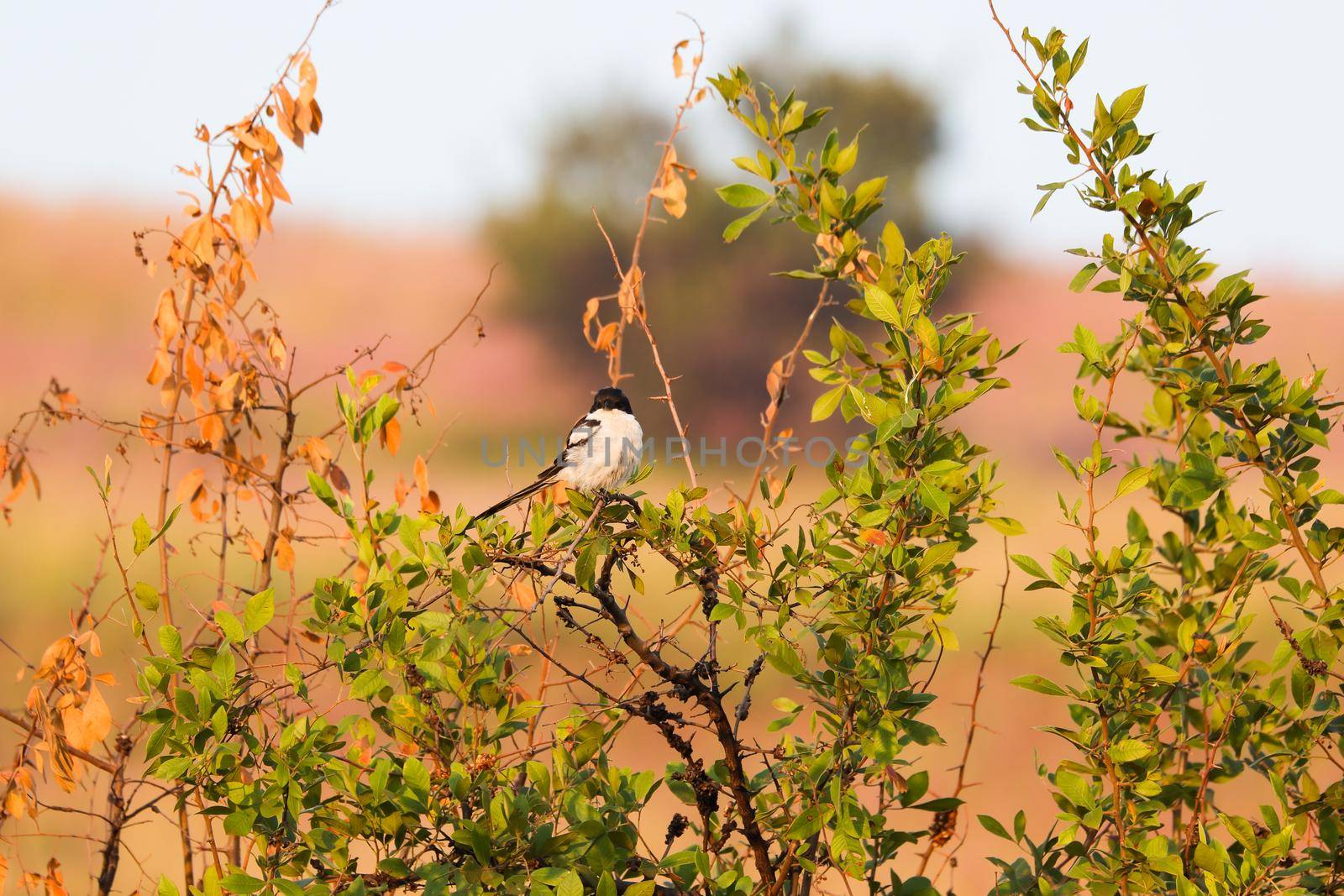 Fiscal Shrike On Brush Tree Branch (Lanius collaris) by jjvanginkel