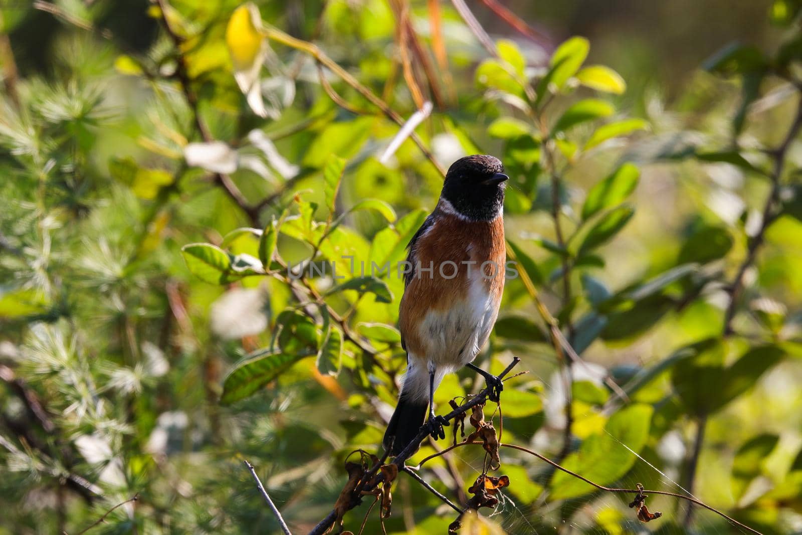 Male stonechat bird (Saxicola torquata) perching on twig branch, Pretoria, South Africa