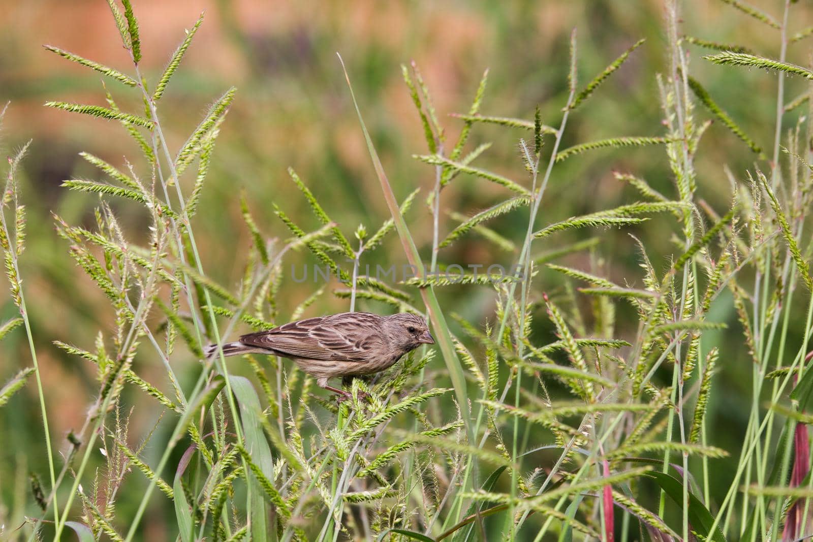 Blackthroated canary (Serinus atrogularis) seed foraging on perennial signal grass (Urochloa oligotricha), Pretoria, South Africa