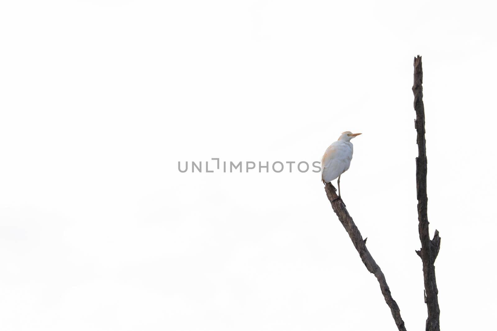 Cattle egret bird (Bubulcus ibis) perching on the tip of a dead tree branch with clear sky, Pretoria, South Africa