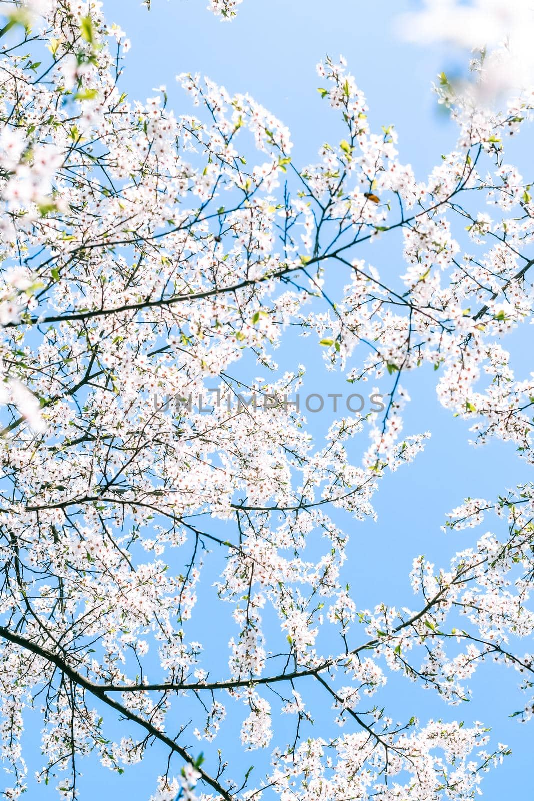 Floral beauty, dream garden and natural scenery concept - Cherry tree blossom and blue sky, white flowers as nature background