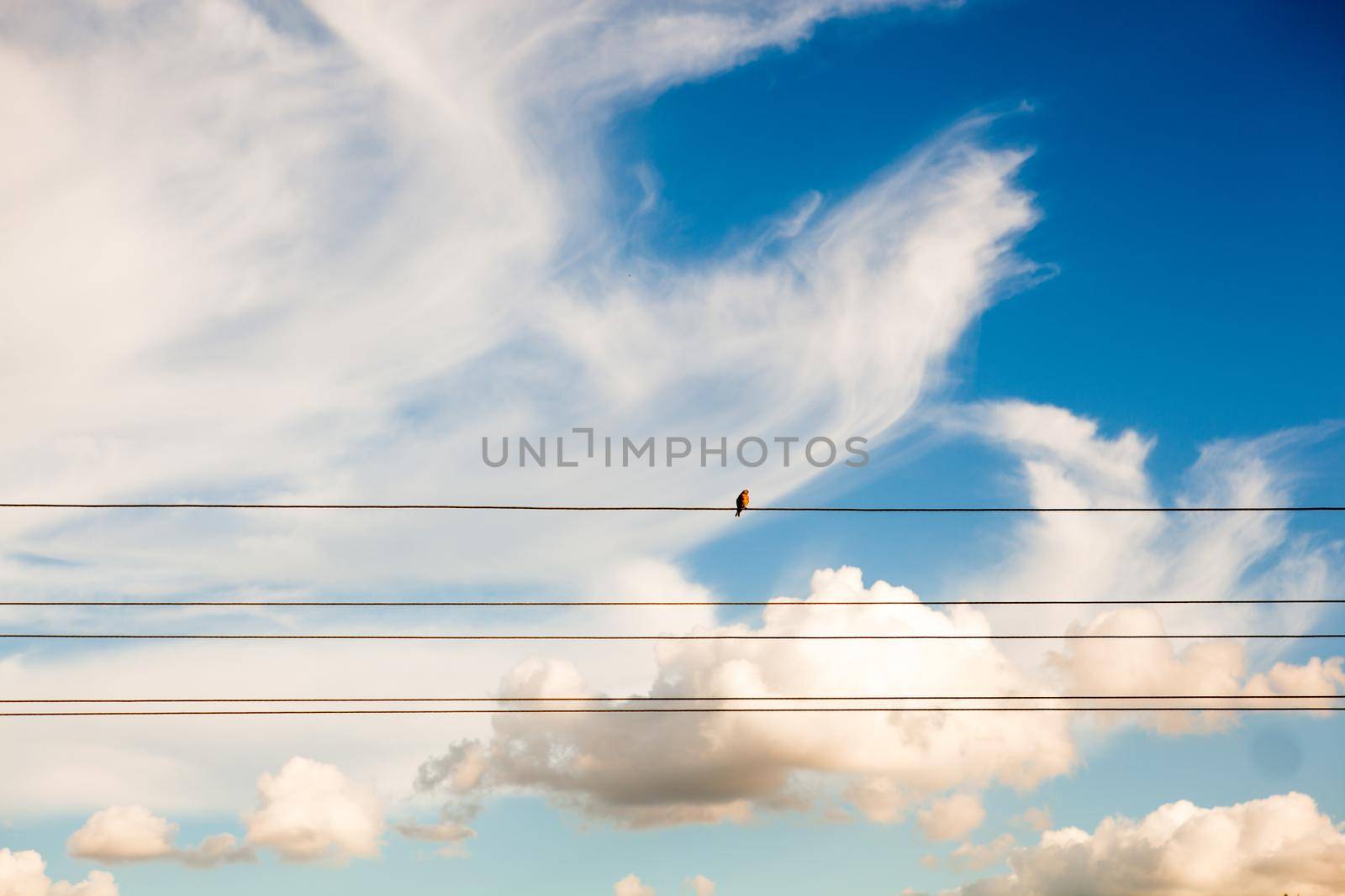 Nature backdrop, solar energy and spiritual concept - Little bird and cloudy sky as background