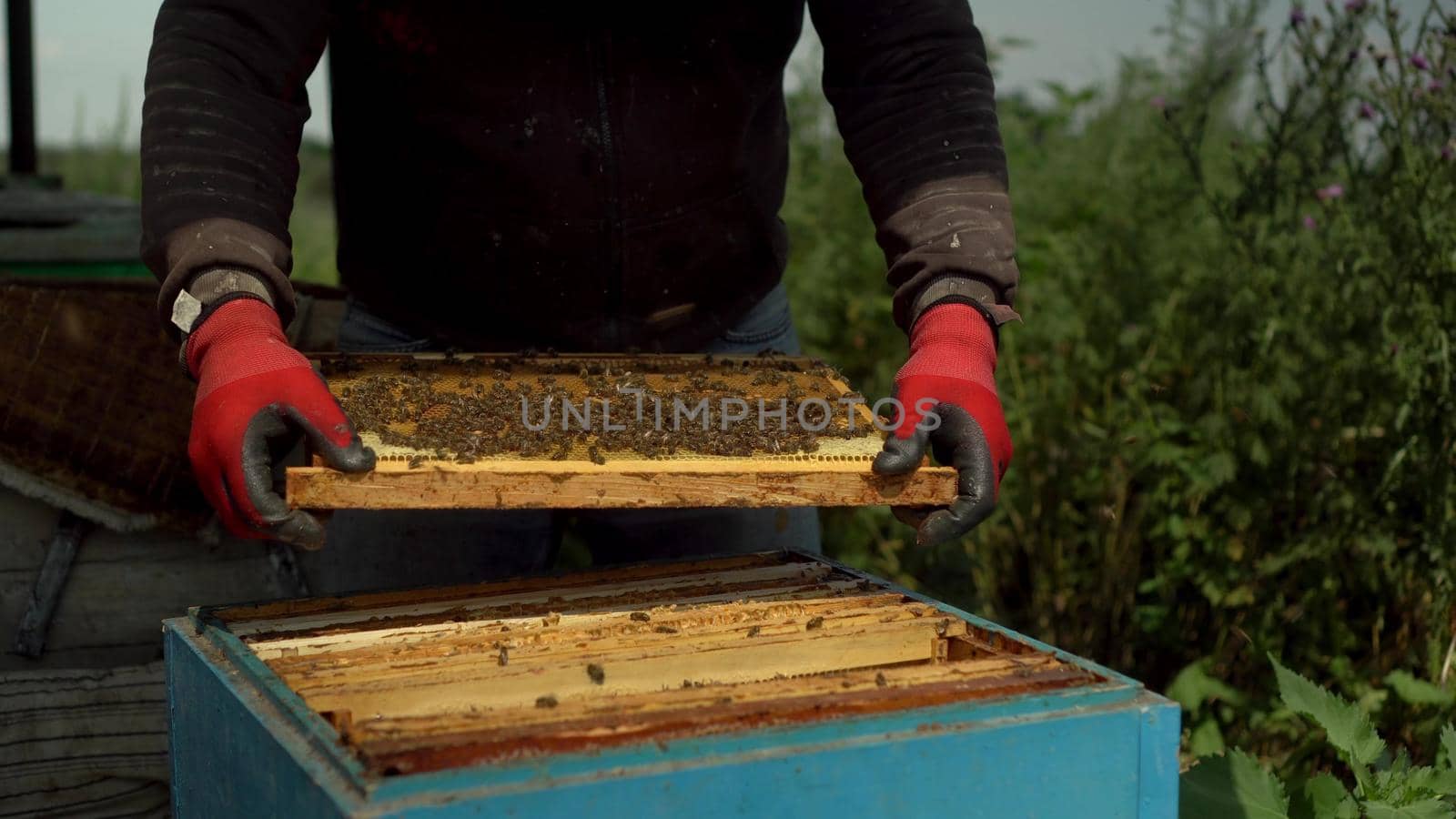 An experienced beekeeper takes out a frame with combs from the hive and inspects. Many bees on honeycombs. Apiary in the field. 4k