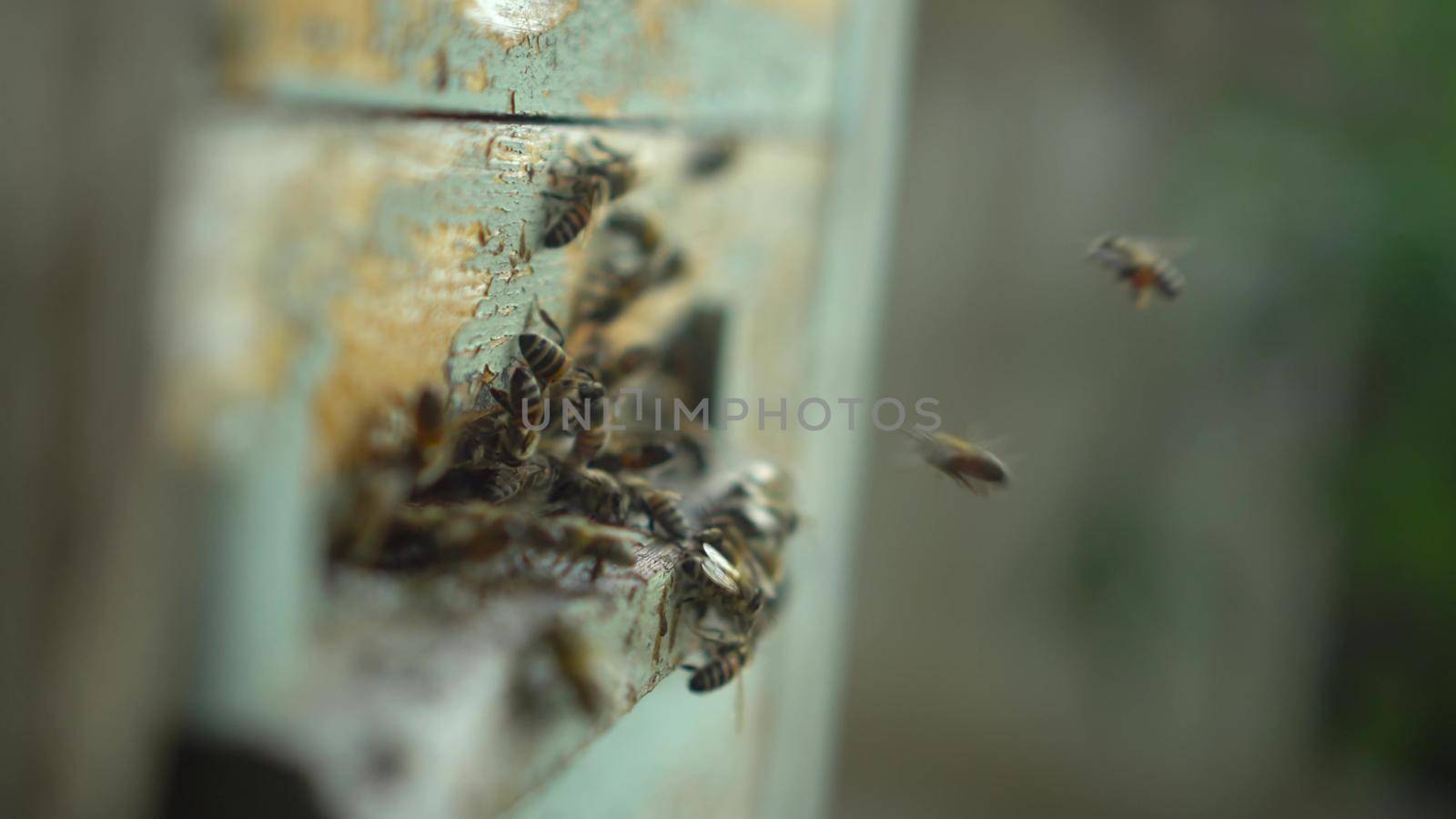 Bees fly in and out of a special hive in the apiary. Close-up of the entrance to the hive. 4k