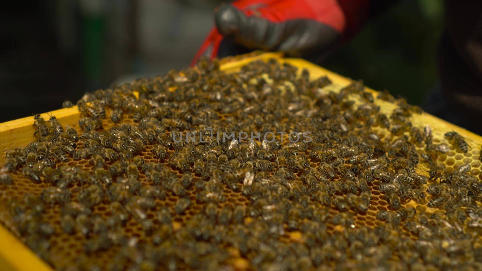 Many honey bees on a frame with honeycombs. The beekeeper holds a frame with insects in the apiary. The camera is moving. 4k