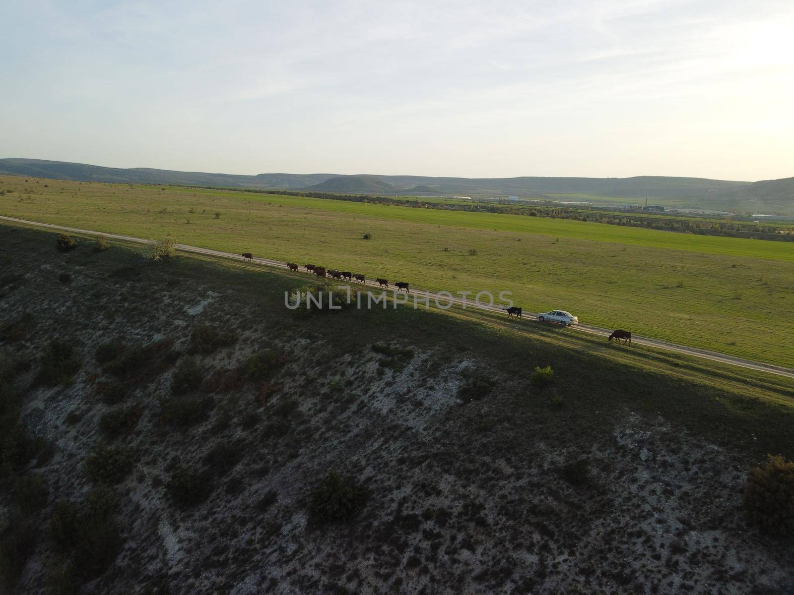 AERIAL: Flying over a small herd of cattle cows walking uniformly down farm road on the hill. Black, brown and spotted cows. Top down view of the countryside on a sping sunset. Idyllic rural landscape by panophotograph