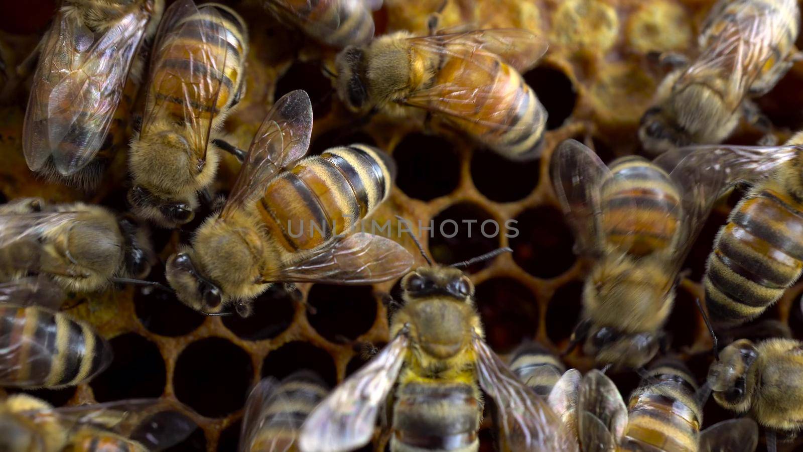 Bees on honeycombs make honey. A swarm of bees make honey busy with work. Thoroughbred bees on a farm. Macro shooting. 4k