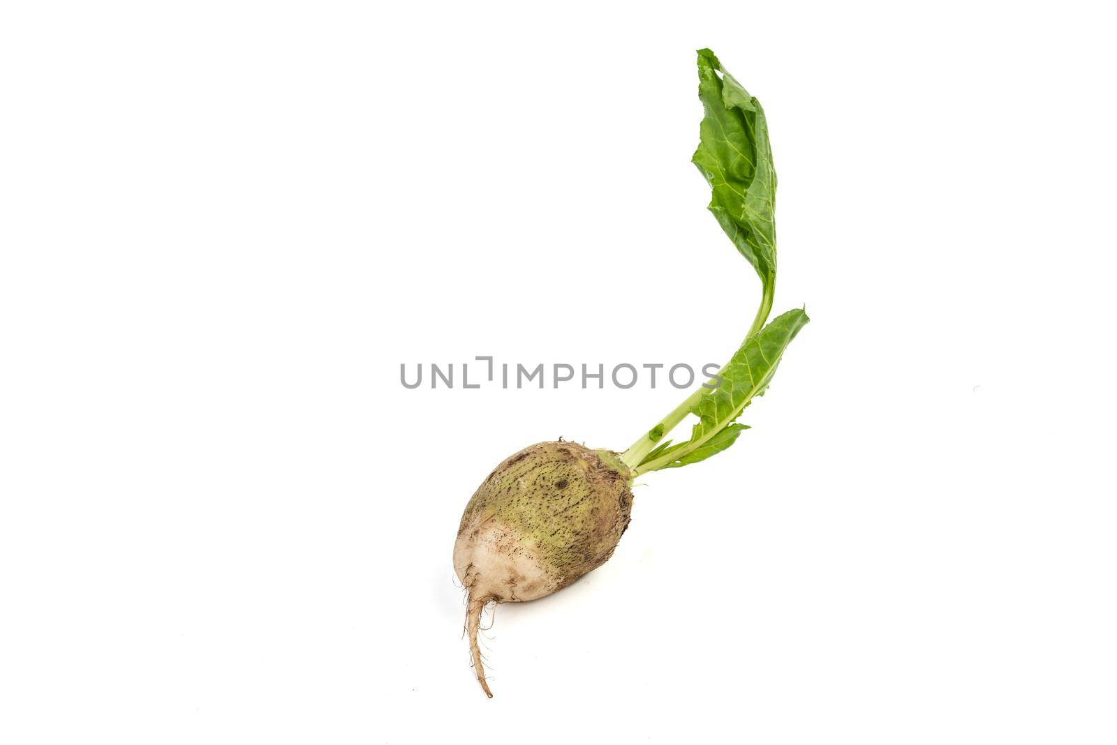 Fresh organic beetroot with freshly harvested leaves on isolated white background