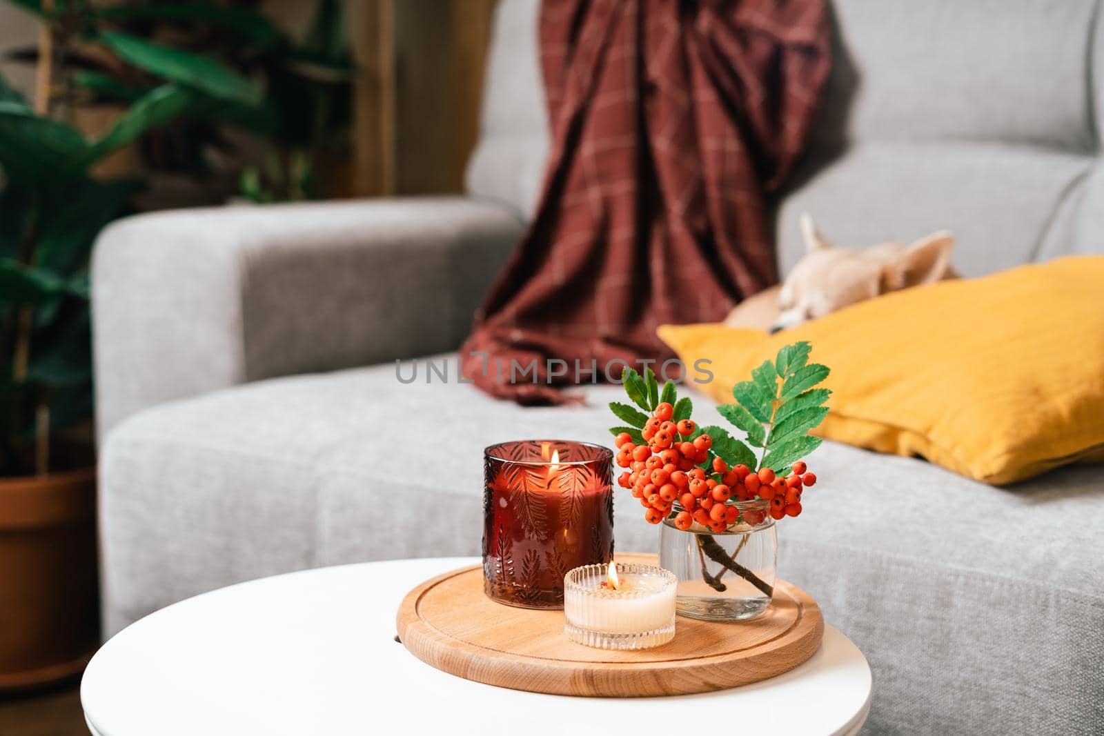 Still life, candle, rowan berry and pumpkin in the living room on a table, home decor in a cozy house. Autumn weekend concept, blanket and plaid. Fallen leaves and dog puppy on couch