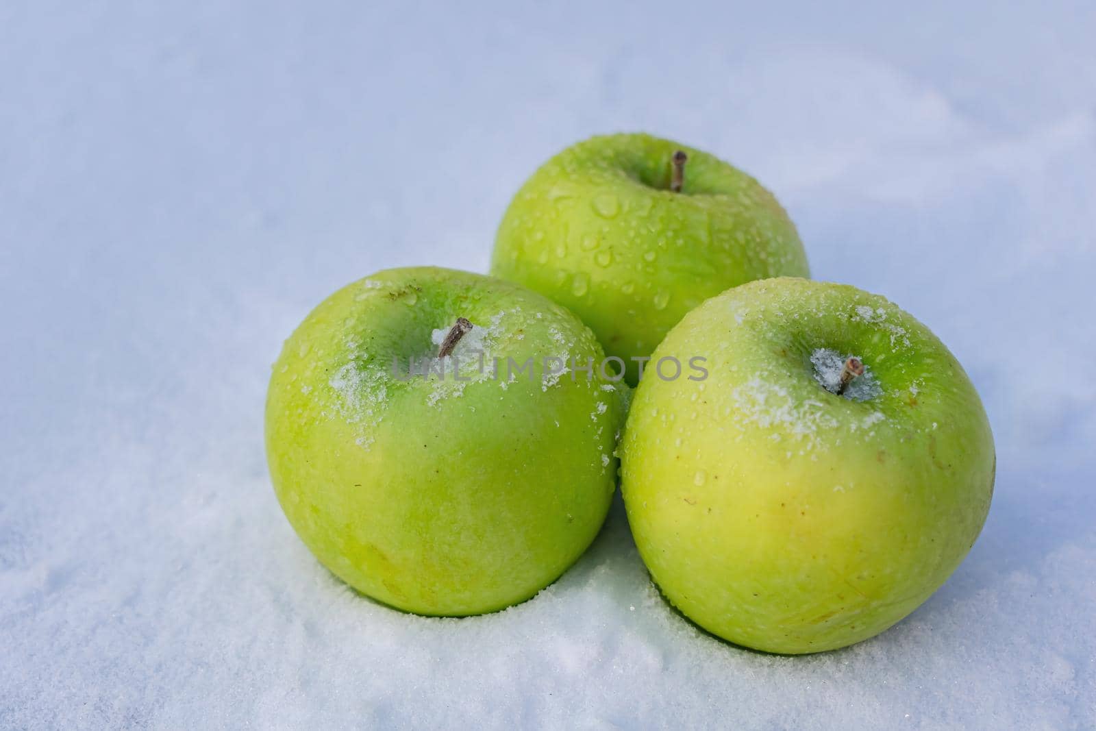 Green apples slowly freeze on the snow during a harsh, cold winter