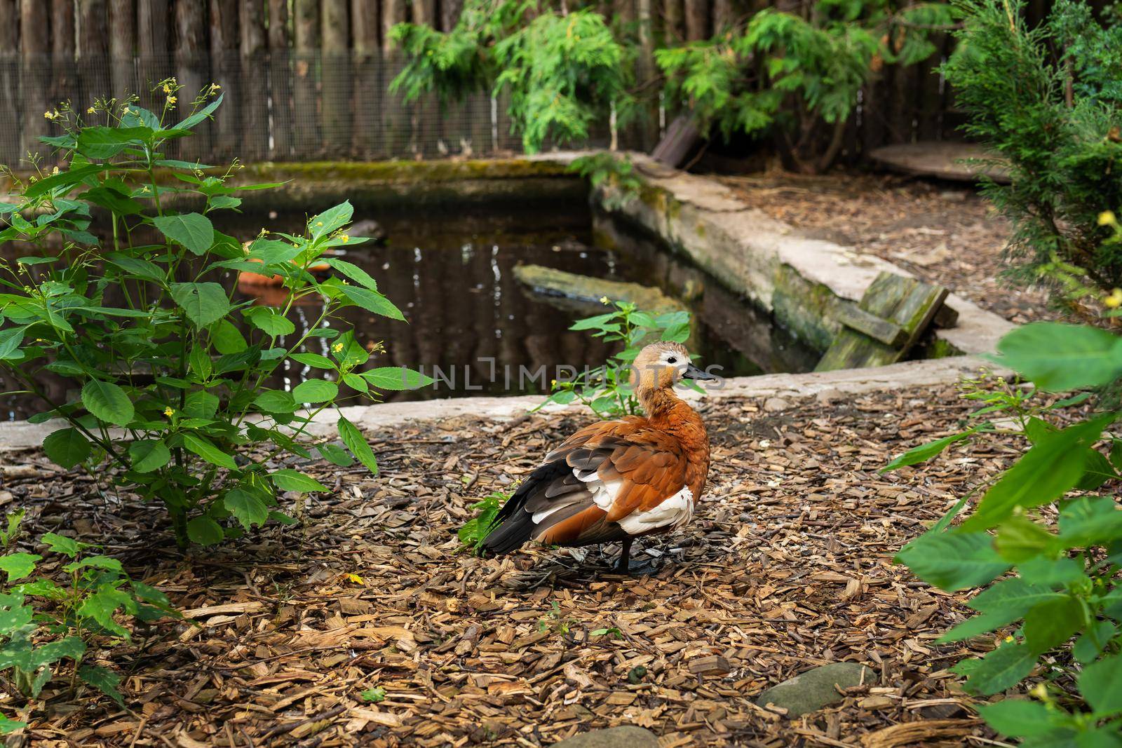 A beautiful colorful mandarin duck walks near the artificial pond in the zoo